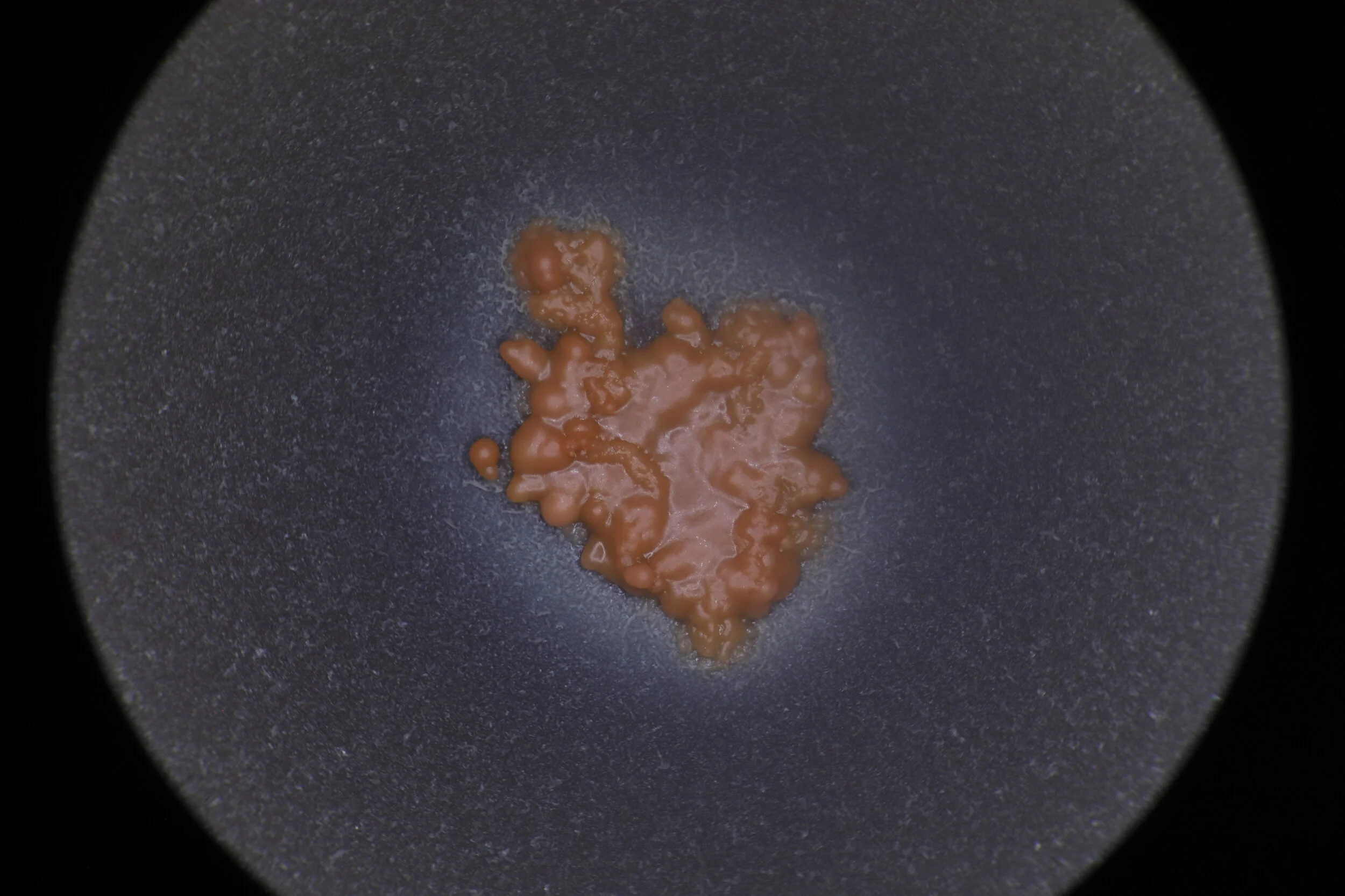 Xanthophyllomyces dendrorhous, Carotenoid Producer