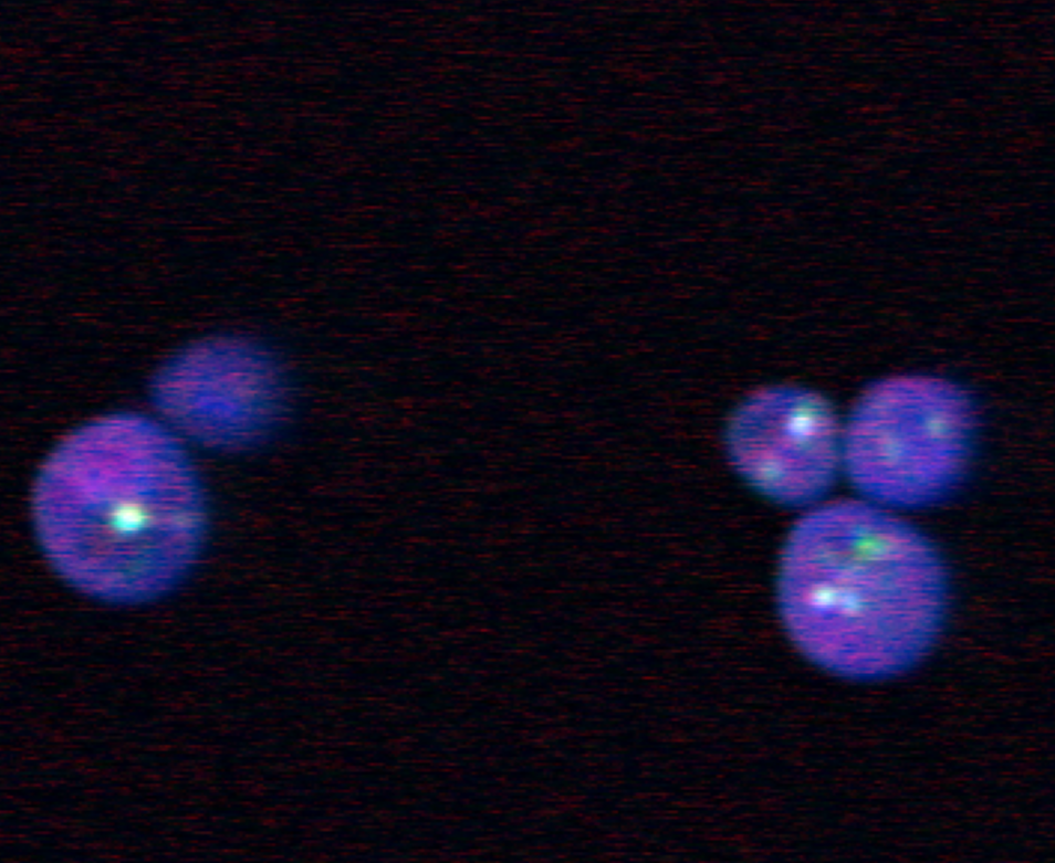 Figure-1_dataset-raman-imaging-cerevisiae-mutants.png