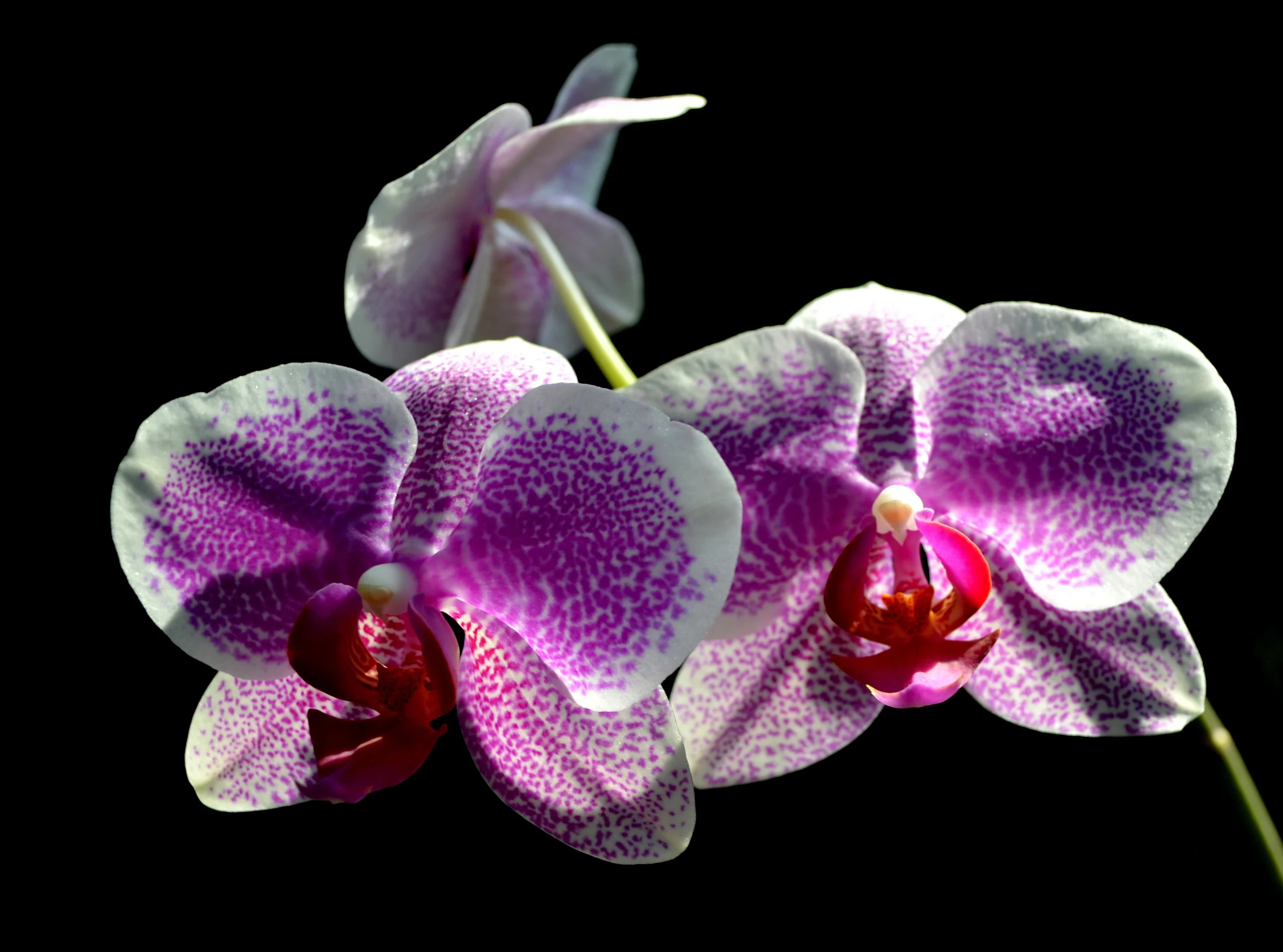 <i>Phalaenopsis</i> Brother Jynx