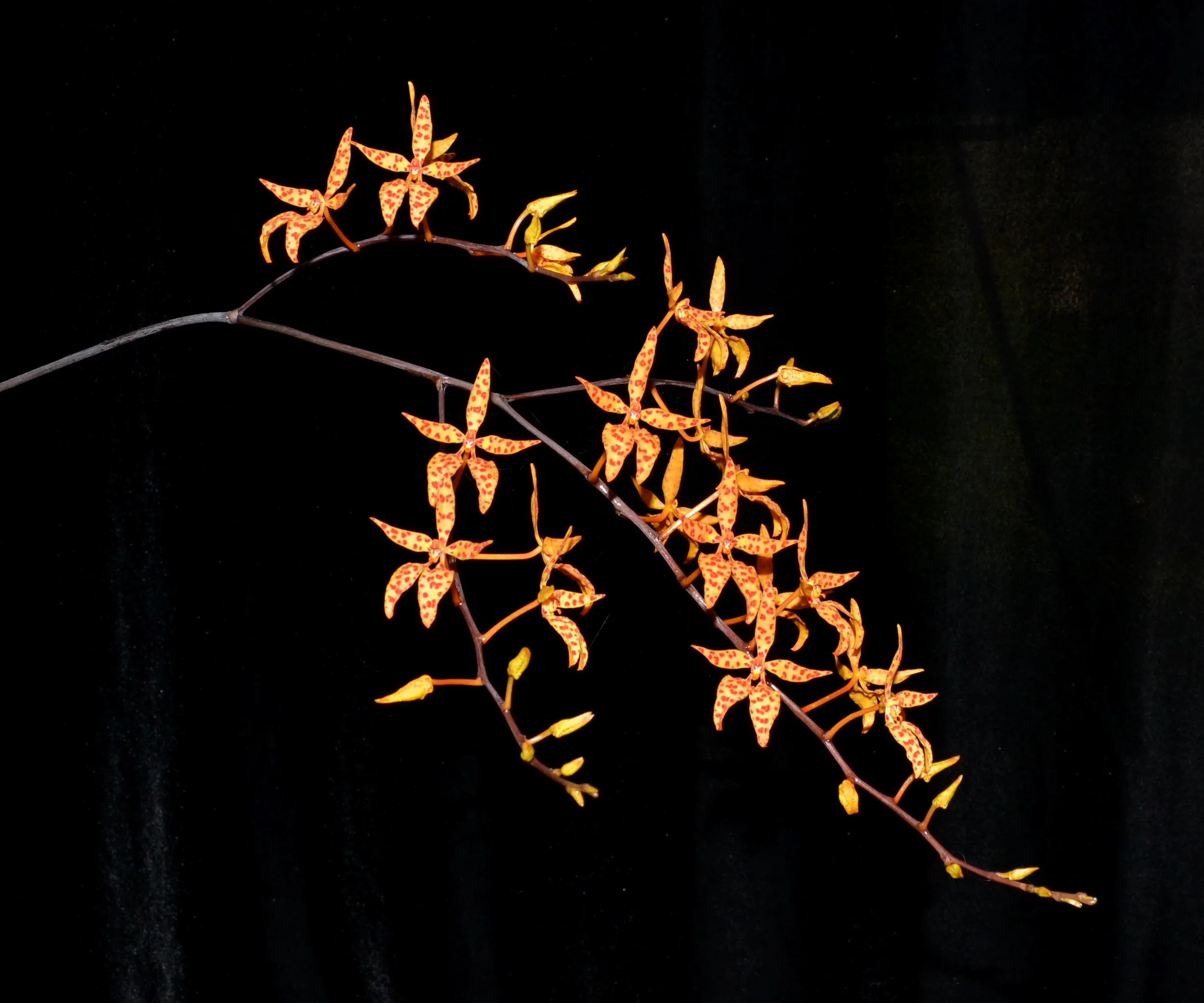 Renanthera monochica 3-8-13.jpg
