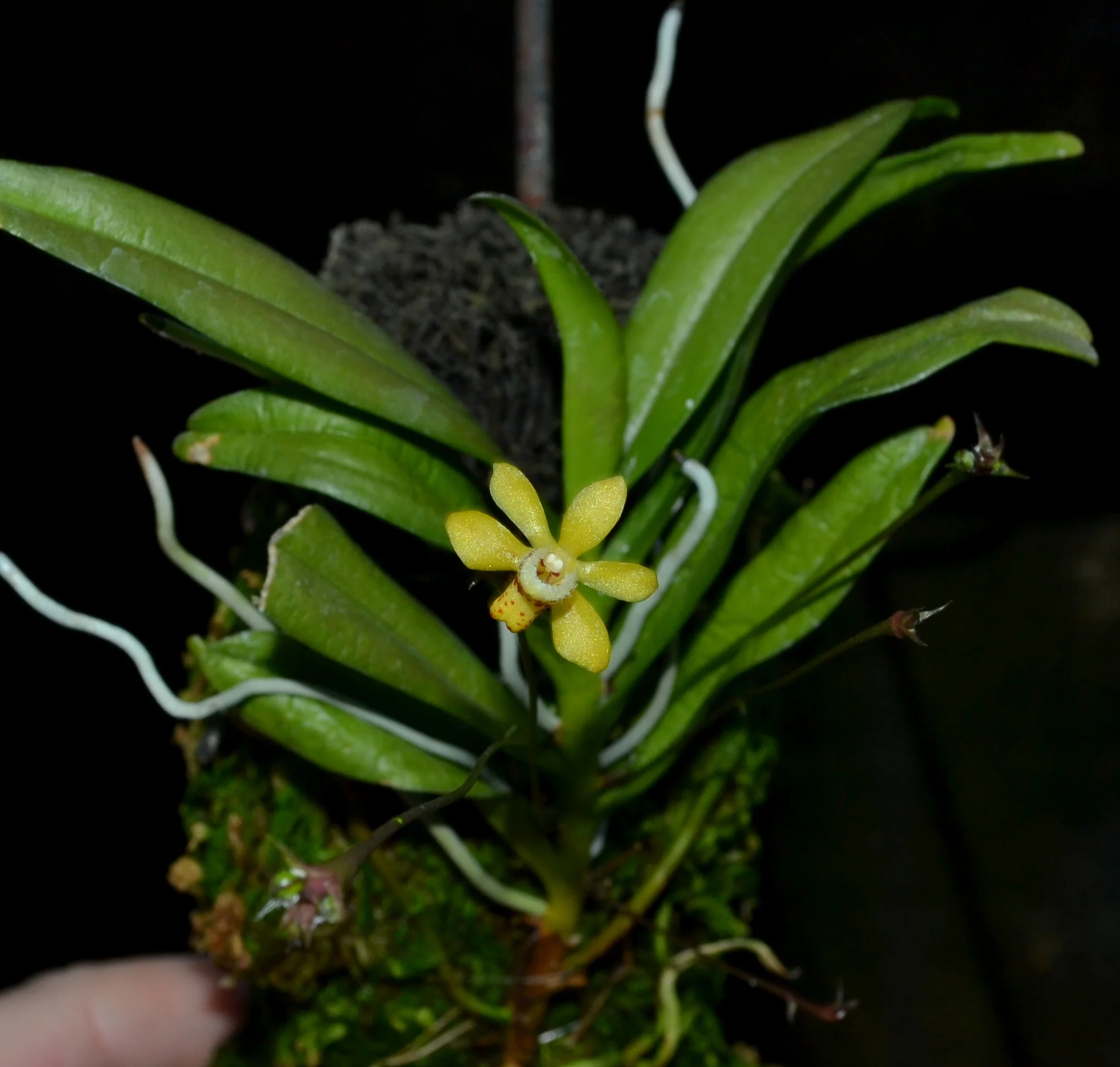 Thrixspermum bromeliforme 3-8-13.jpg