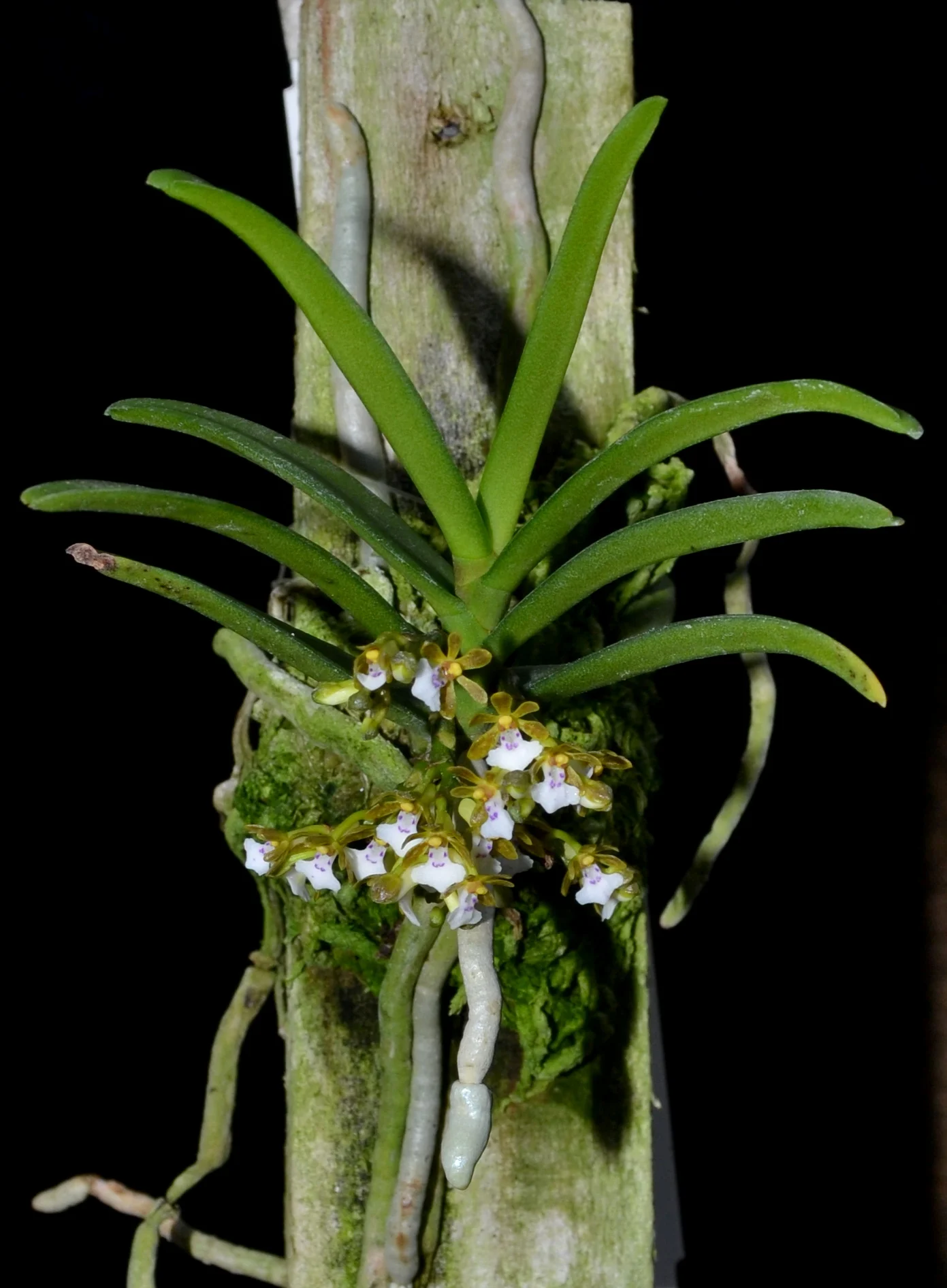 Trichoglottis triflora 3-8-13.jpg