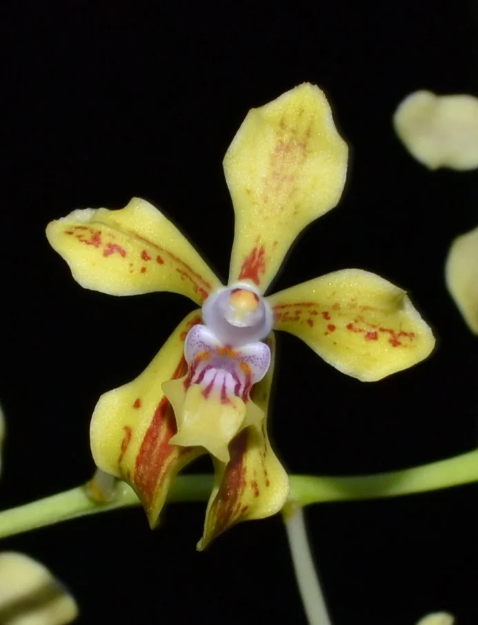 Vanda lamellata 3-8-13close.jpg