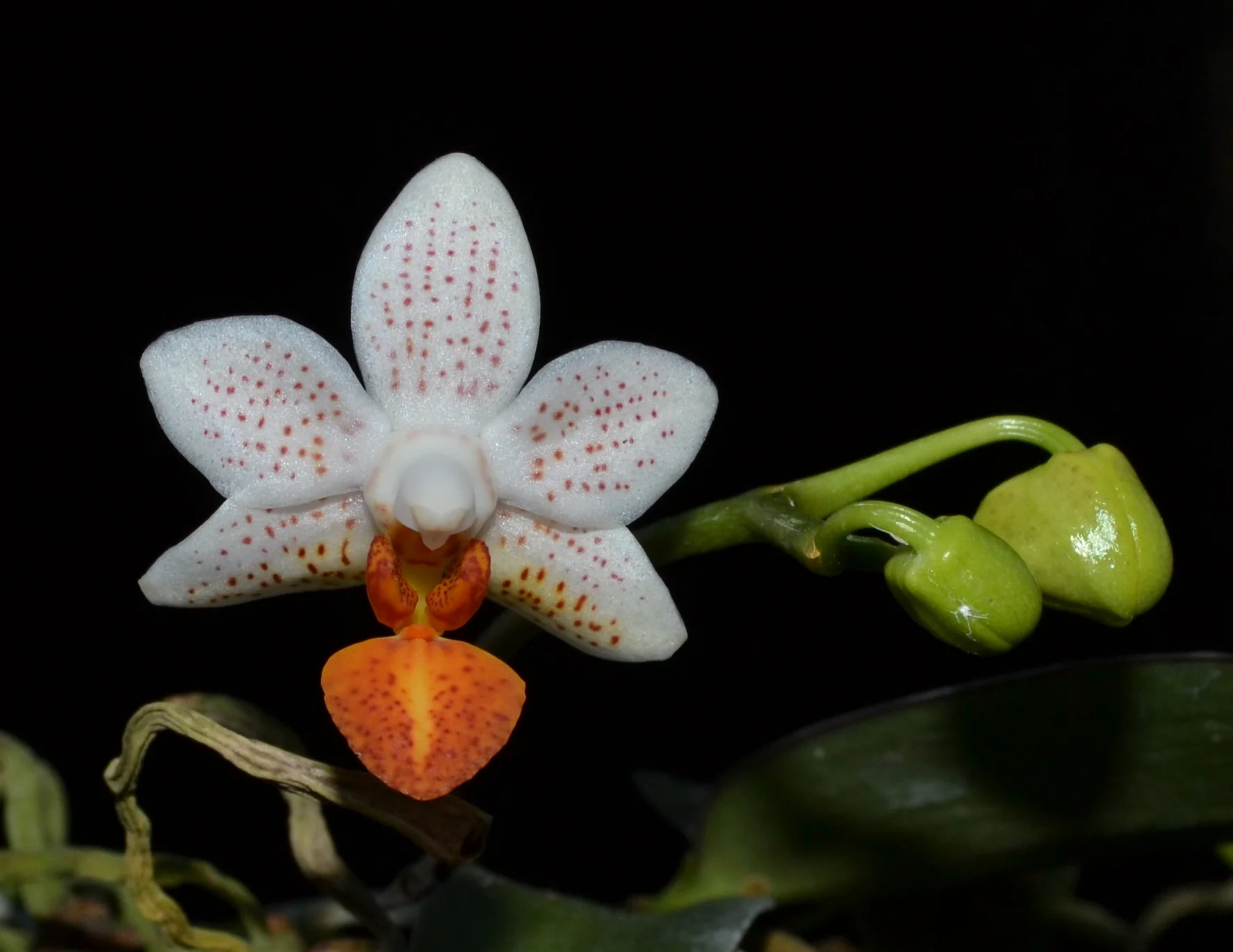 <i>Phalaenopsis</i> Mini Mark 'Holm'