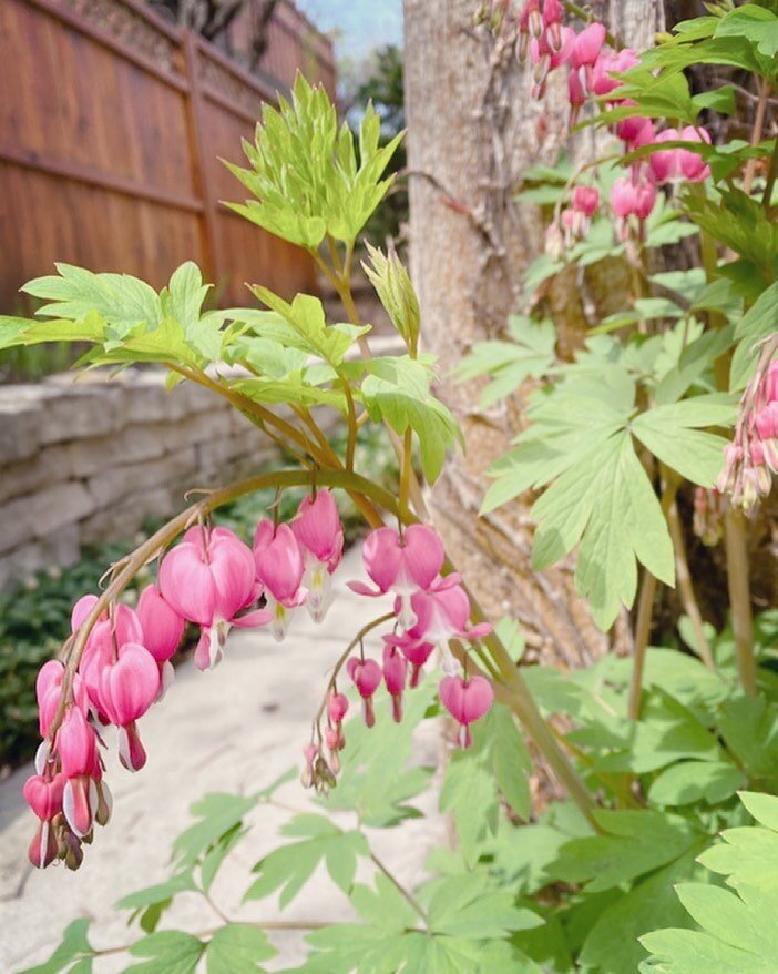 My bleeding hearts. I remember walking as a young child in my grandma&rsquo;s yard admiring hers. When I bought my first house, my grandma had long since passed, but my mother gave me a section to transplant from her bush which was a transplant from 