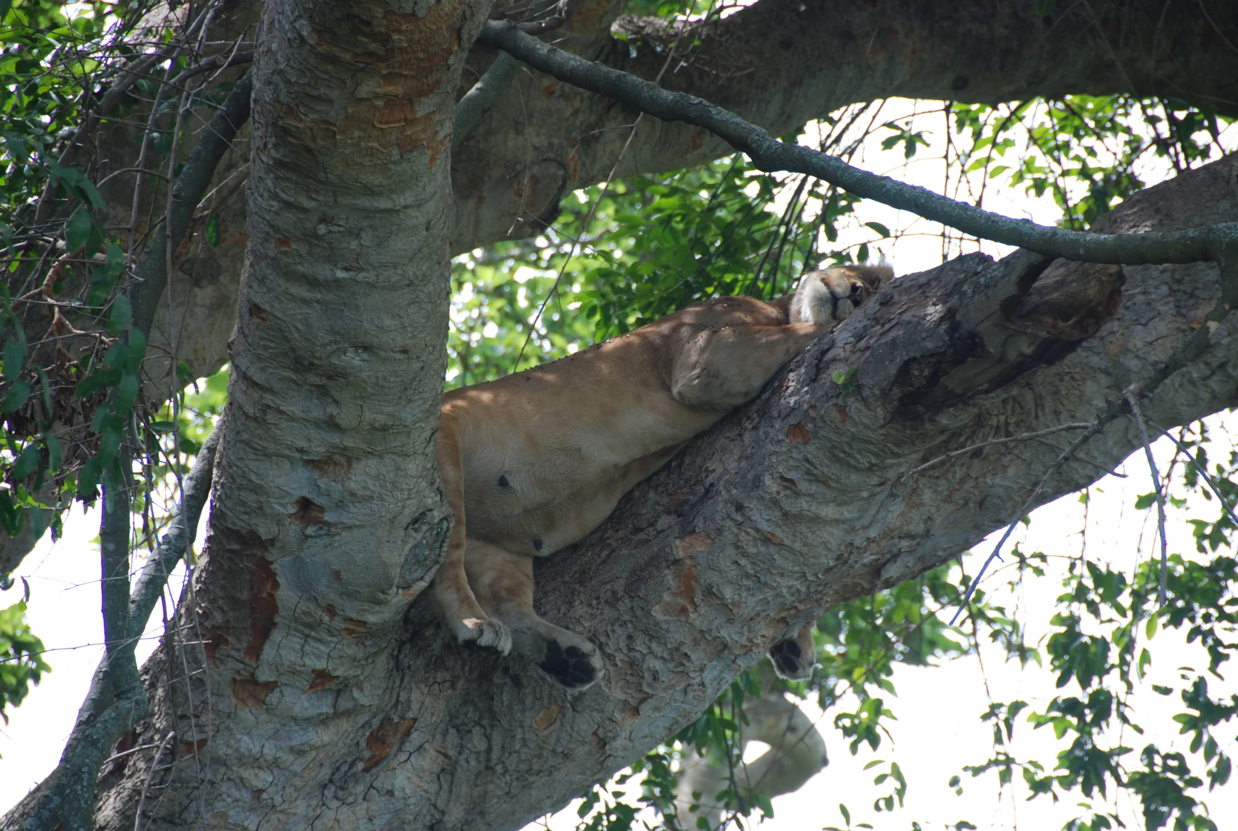 lioness.jpeg