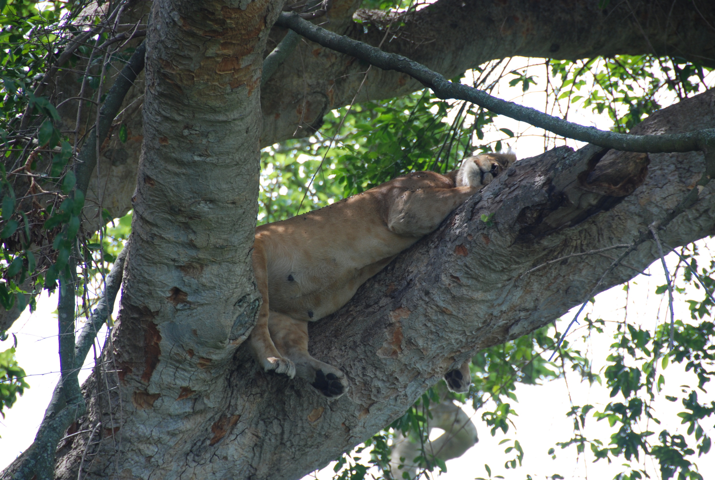 lioness.jpeg