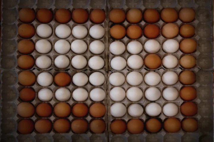 EGGs_01.jpg