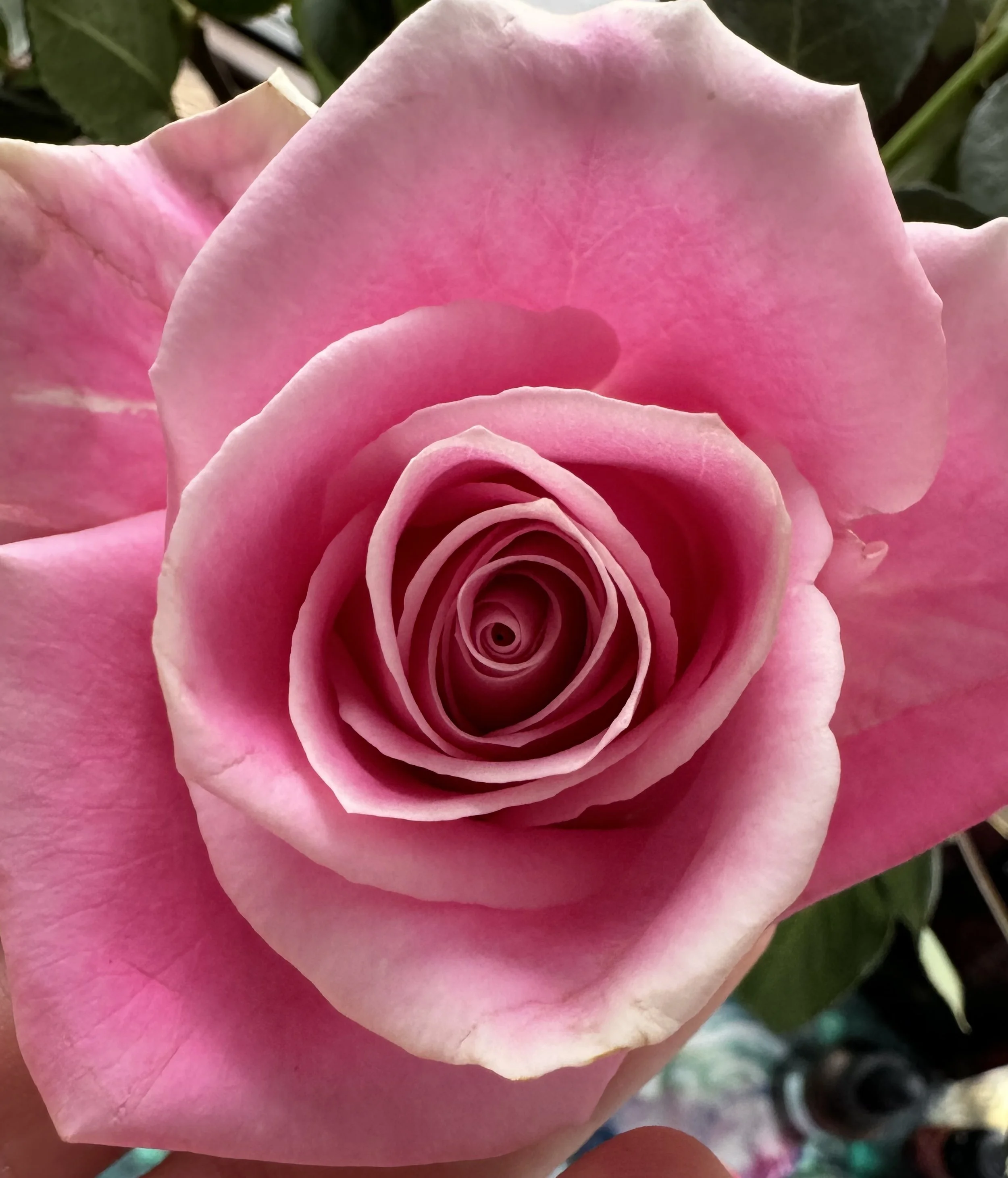 Sacred Circles: Pink Rose Ritual Circle at Yoga Mechanics 