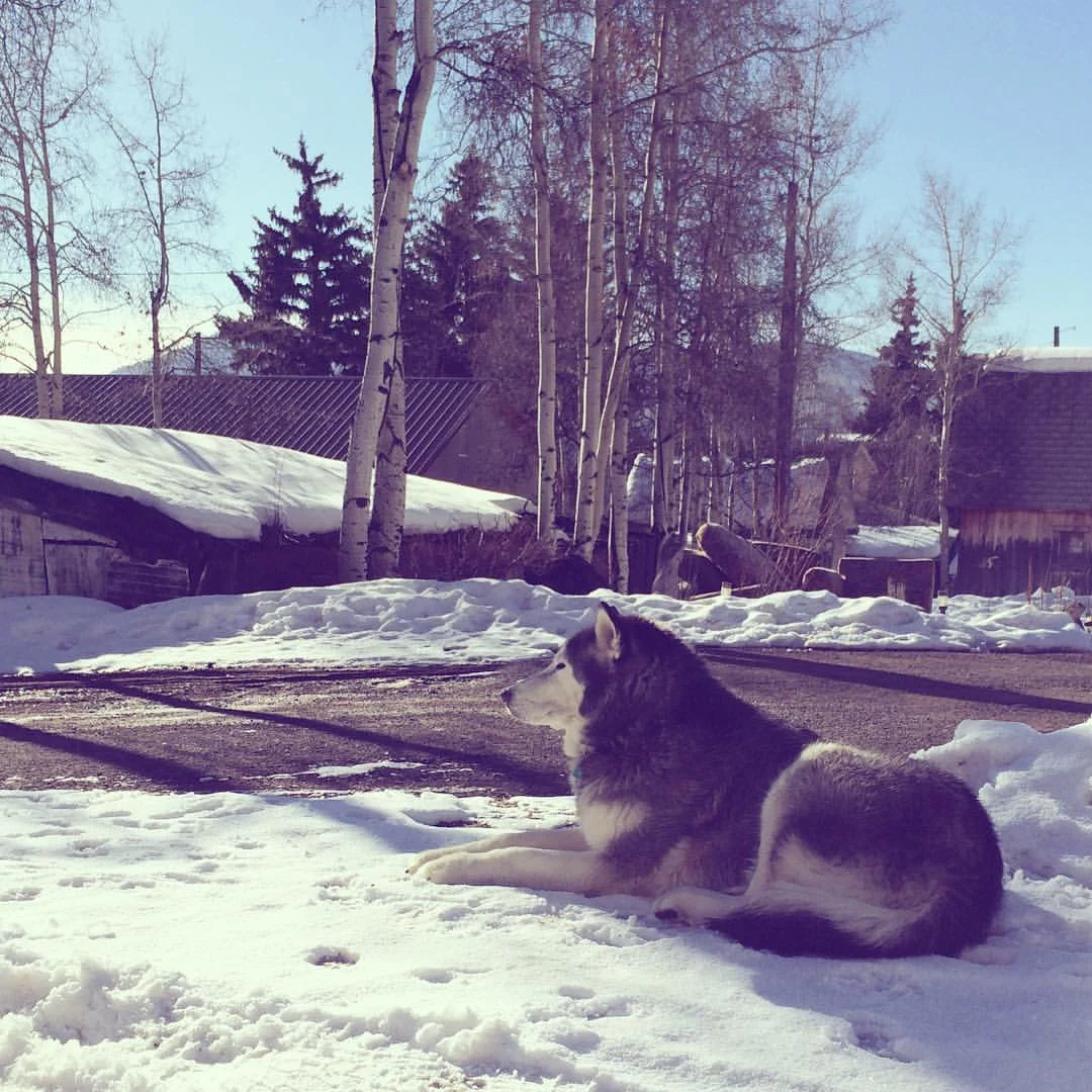 Lupin, the the wolf dog, mascot of Creede. 
