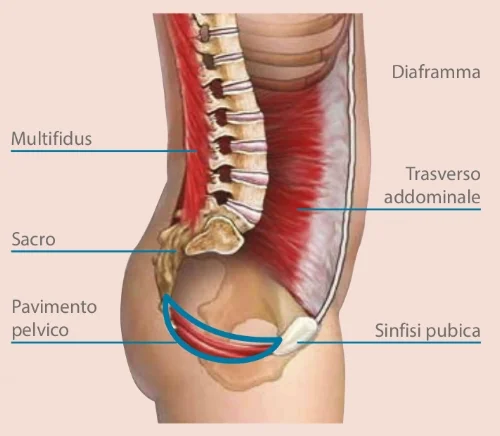 Pavimento pelvico.jpg