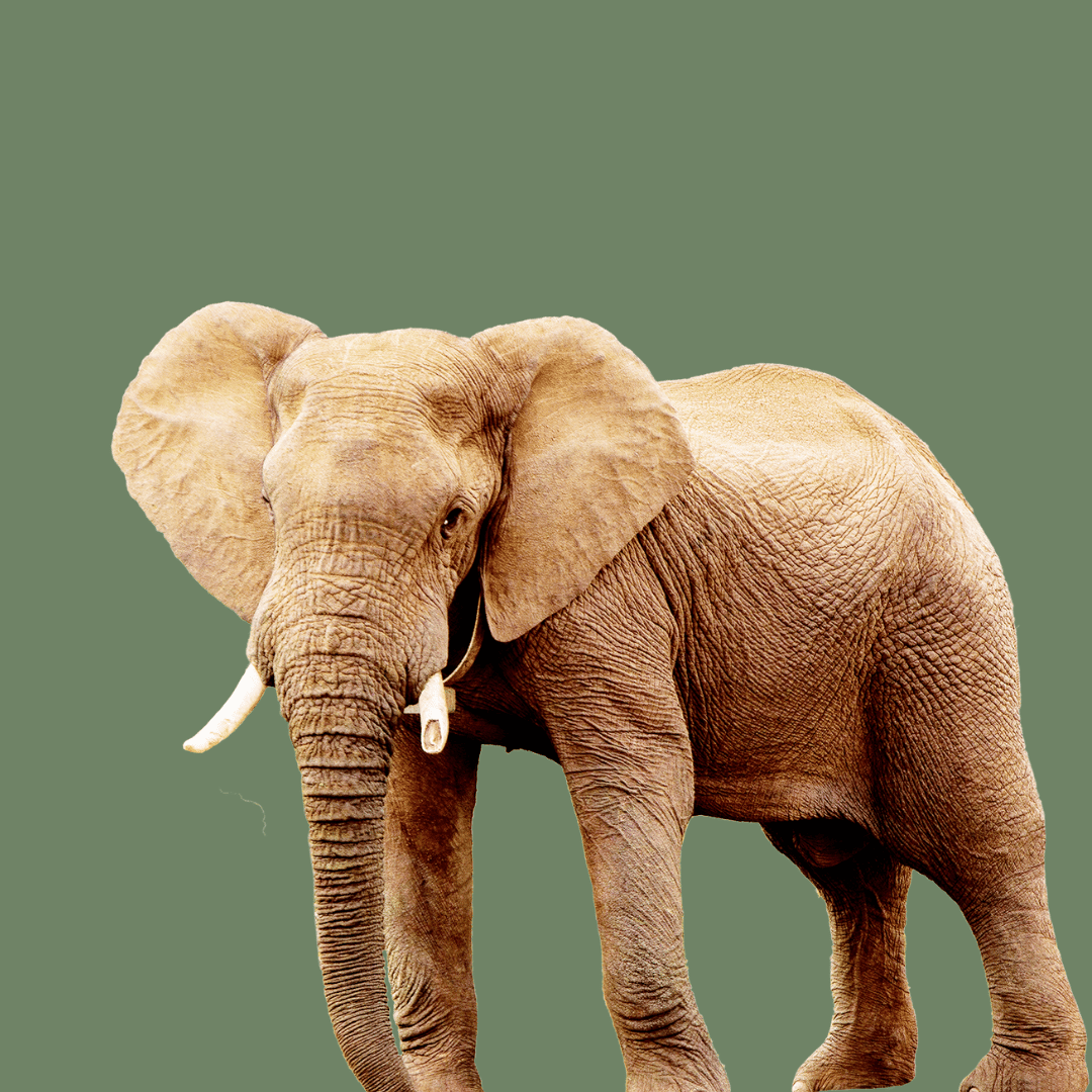 Elephant.png