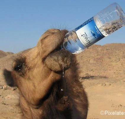 This camel also figured out hybrid modelling.