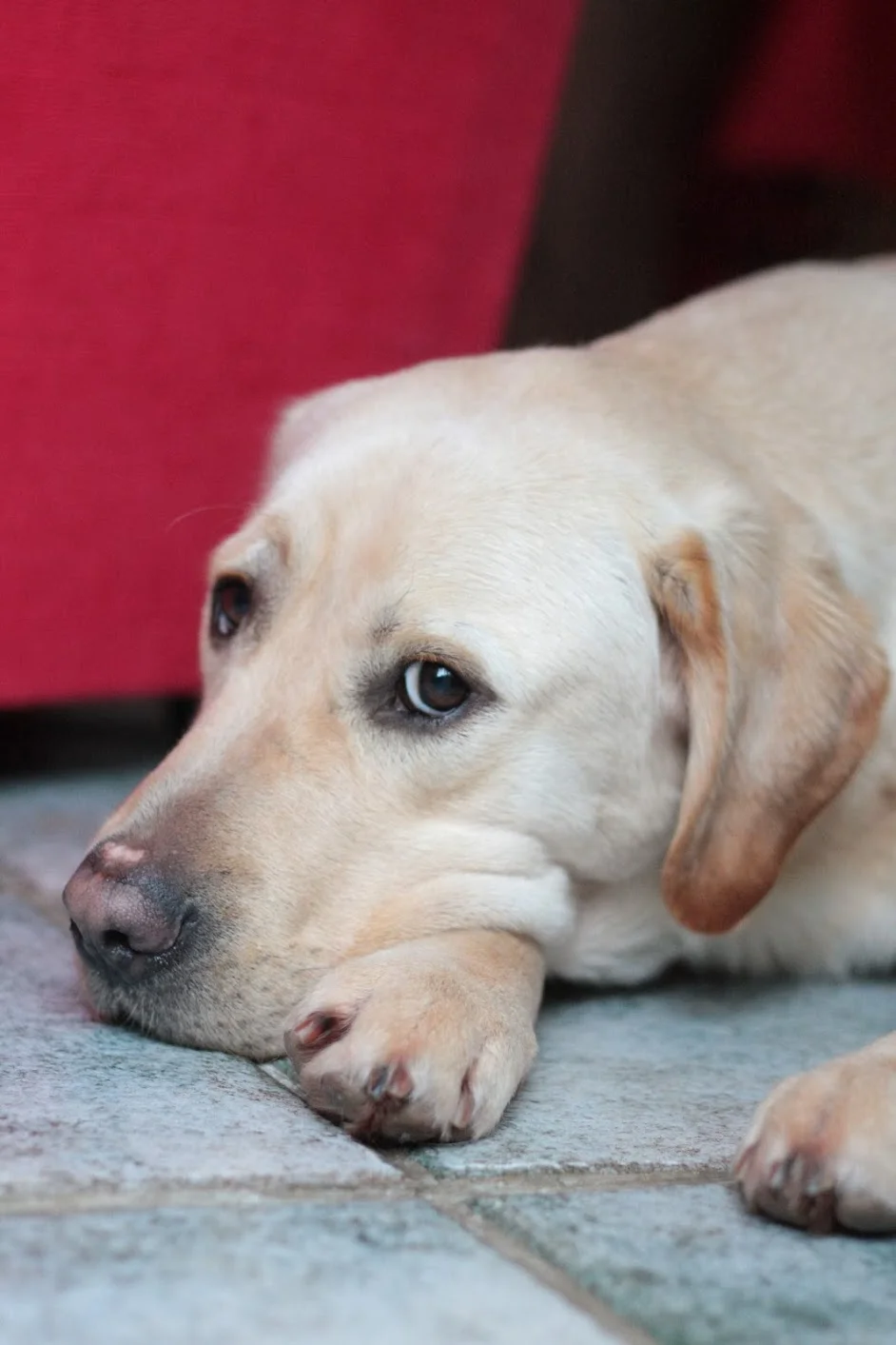 Pic Yellow Lab Laying Down.JPG