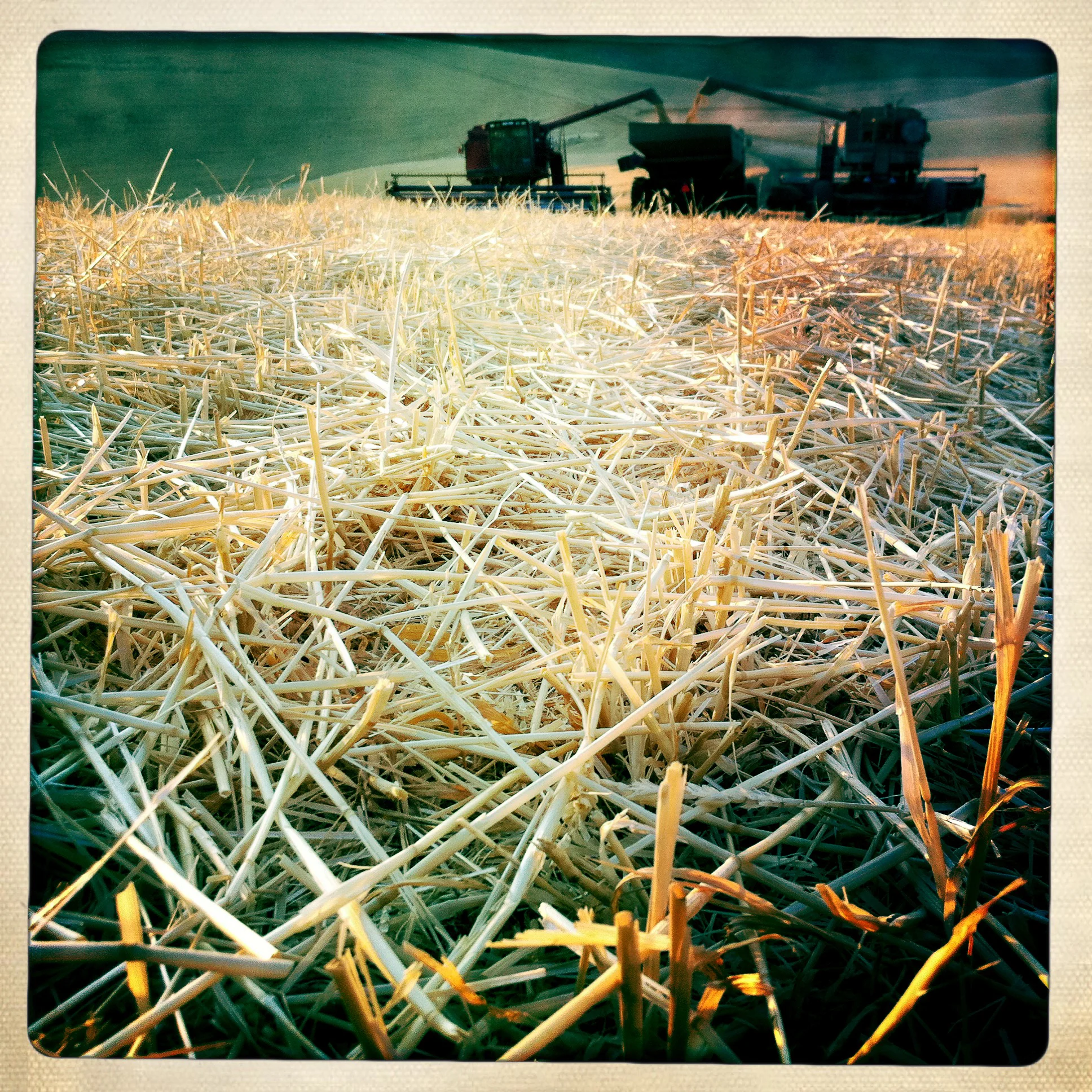 20110827_palouse_iphone_0346-1.jpg