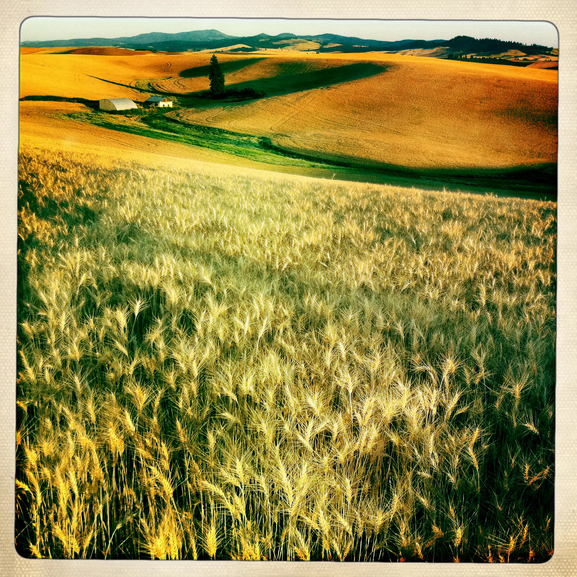 20110826_palouse_iphone_0234-4.jpg