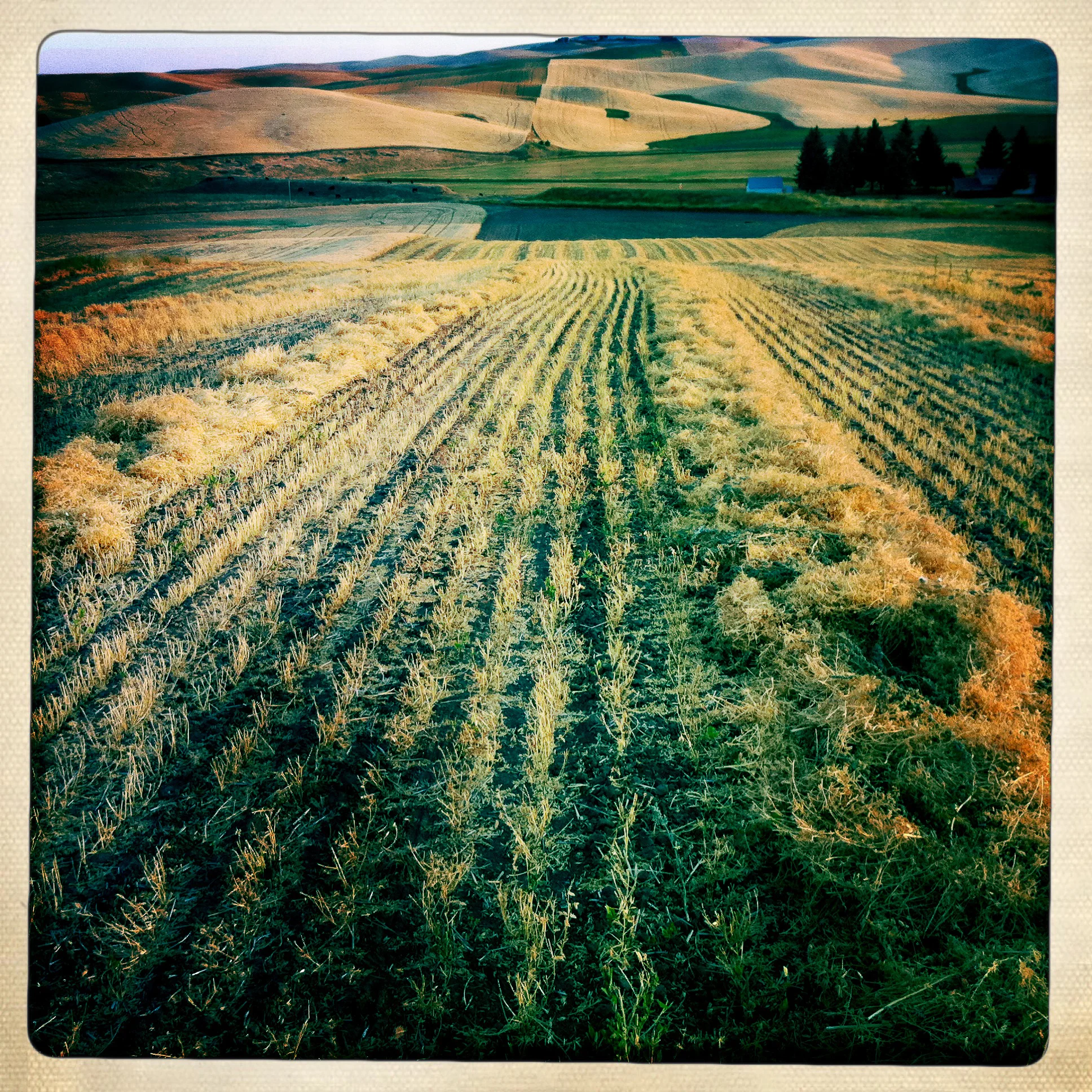20110828_palouse_iphone_0354-10.jpg