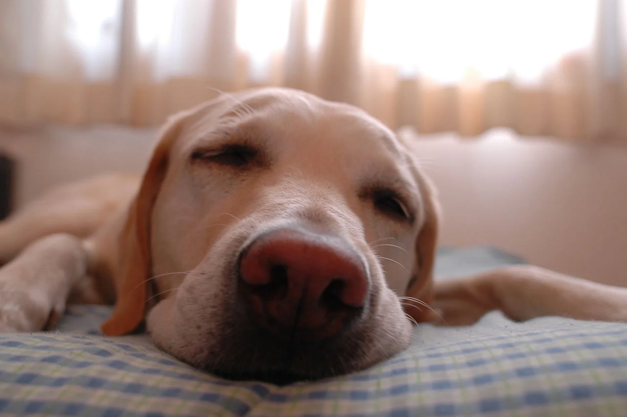 1280px-Dog.in.sleep.jpg