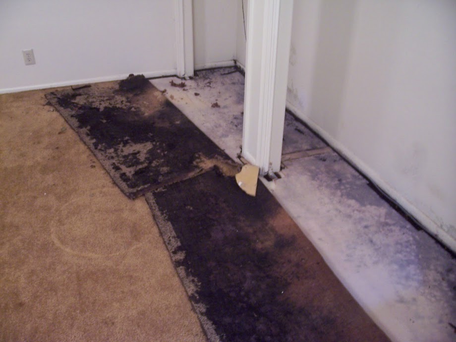 Mold damage on the carpet 