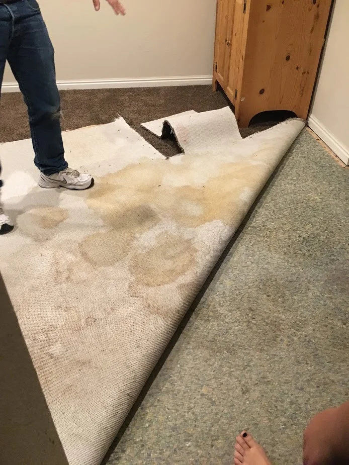 urine damage.jpg