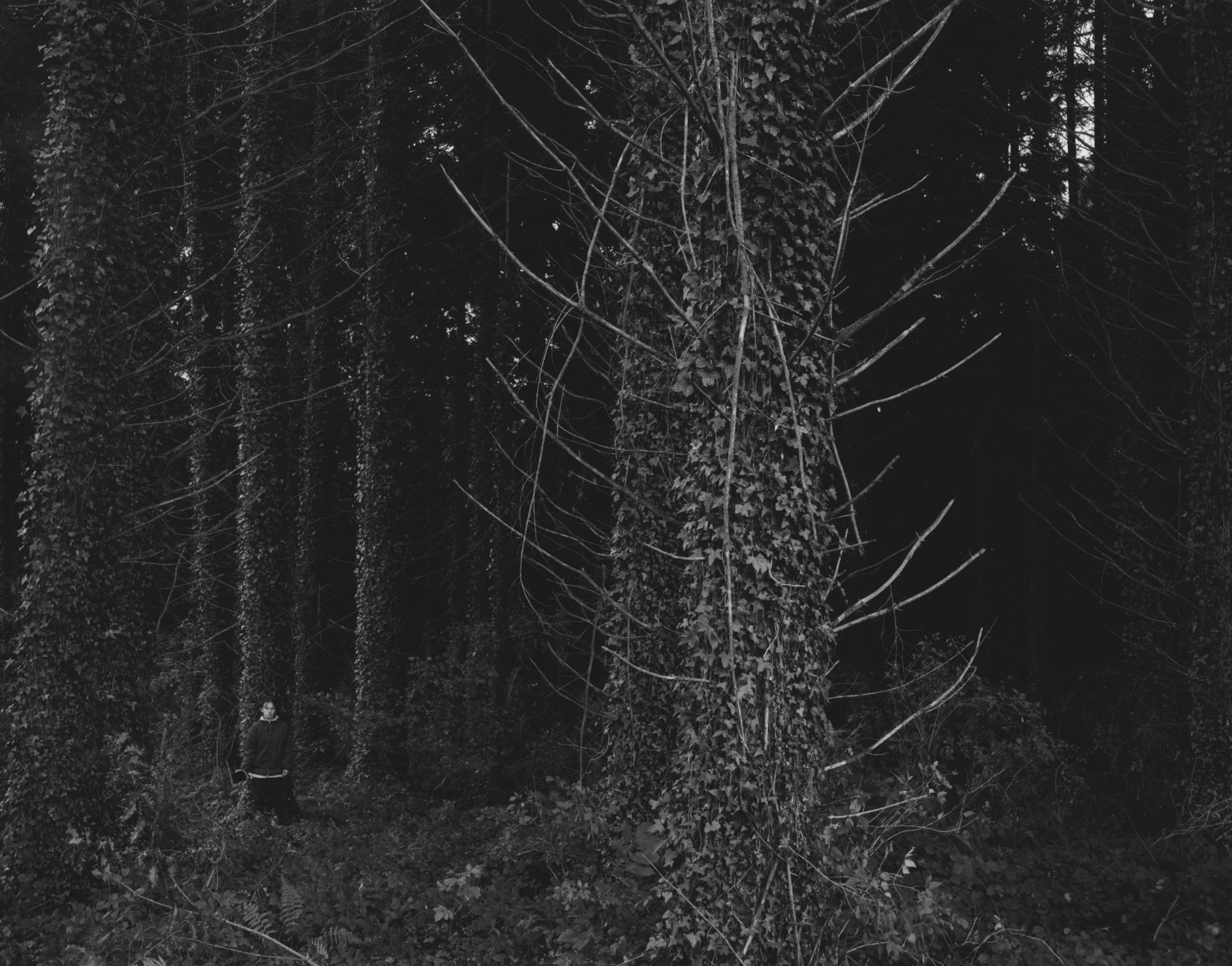 Franse Portefolio Enchanted-1 Franse Portefolio 1.jpeg