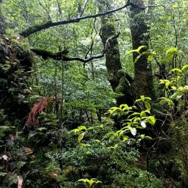 Japan, day 10, morning: we hiked through Shiratani-Unsuikyo, 600m high into Yakushima's mountains, where the moss (Yakushima has 650 types) covers rocks and trees, second-generation cedars grow alongside first generation 1000+- and 2-year-old cedars,