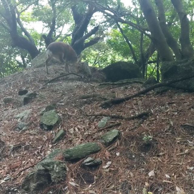 Japan, day 10, afternoon: After trekking in the mountains, we drove around the island and saw deer and monkeys (the only wild animals on the entire island), saw two waterfalls, bathed at a sento (where an older woman showed me what to do using smiles