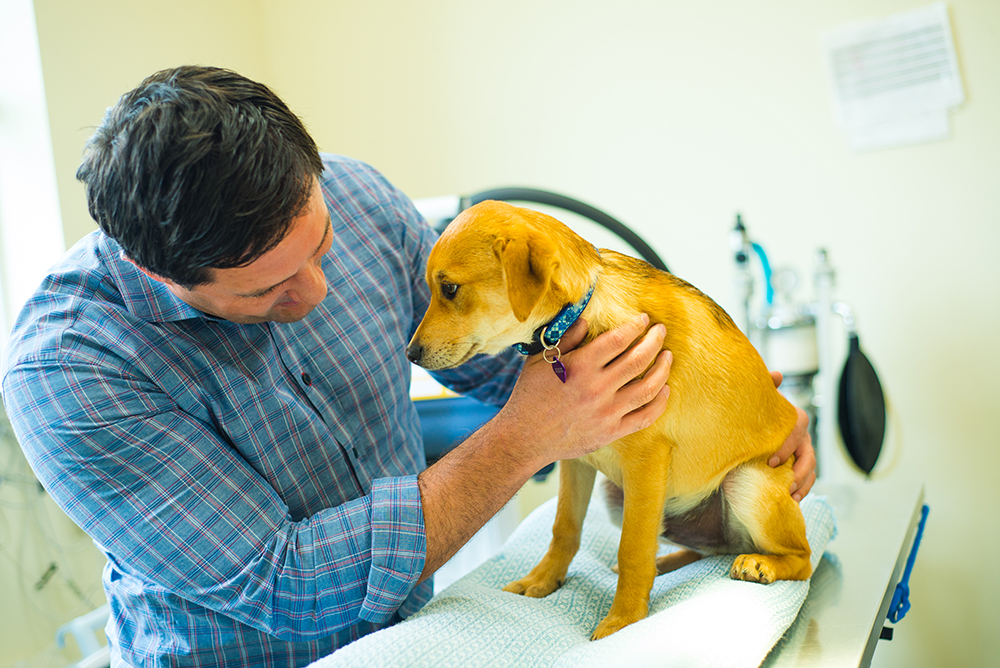 canine_radiology.jpg