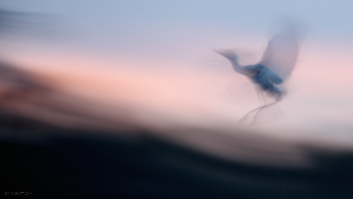 AMY_9632-Edit.png