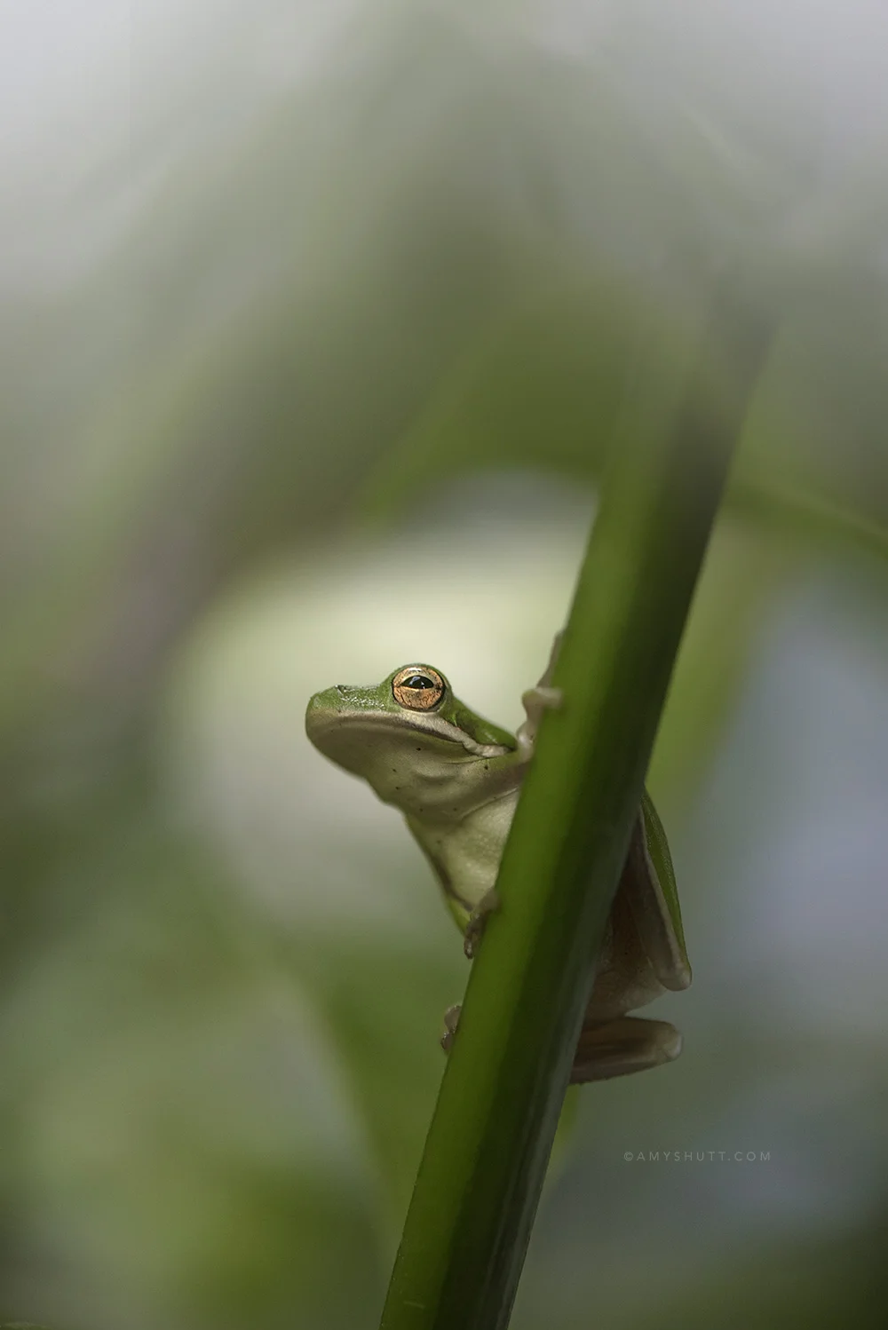 Green Treefrog from The Frog Cycle Project