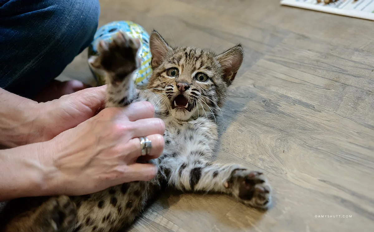 Young bobcats are rambunctious and play nearly non-stop. Note the size of those teeth and paws. Bobcats are wild animals and should never be kept as pets. Excerpt from my Louisiana Bobcat Refuge project. 