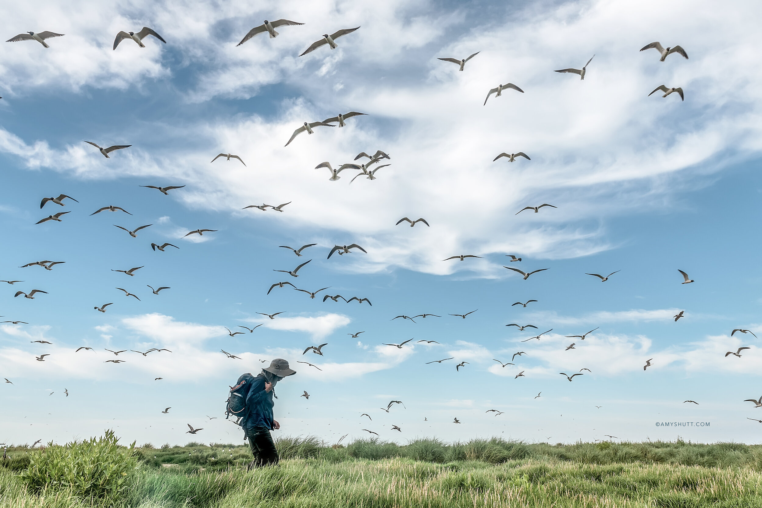 First thing upon arriving on Raccoon Island, Juita must relocate the trail cameras, change out cards and batteries, and then move them to new nesting sites, while trying to be as unobtrusive as possible. The birds are not accustomed to humans on t