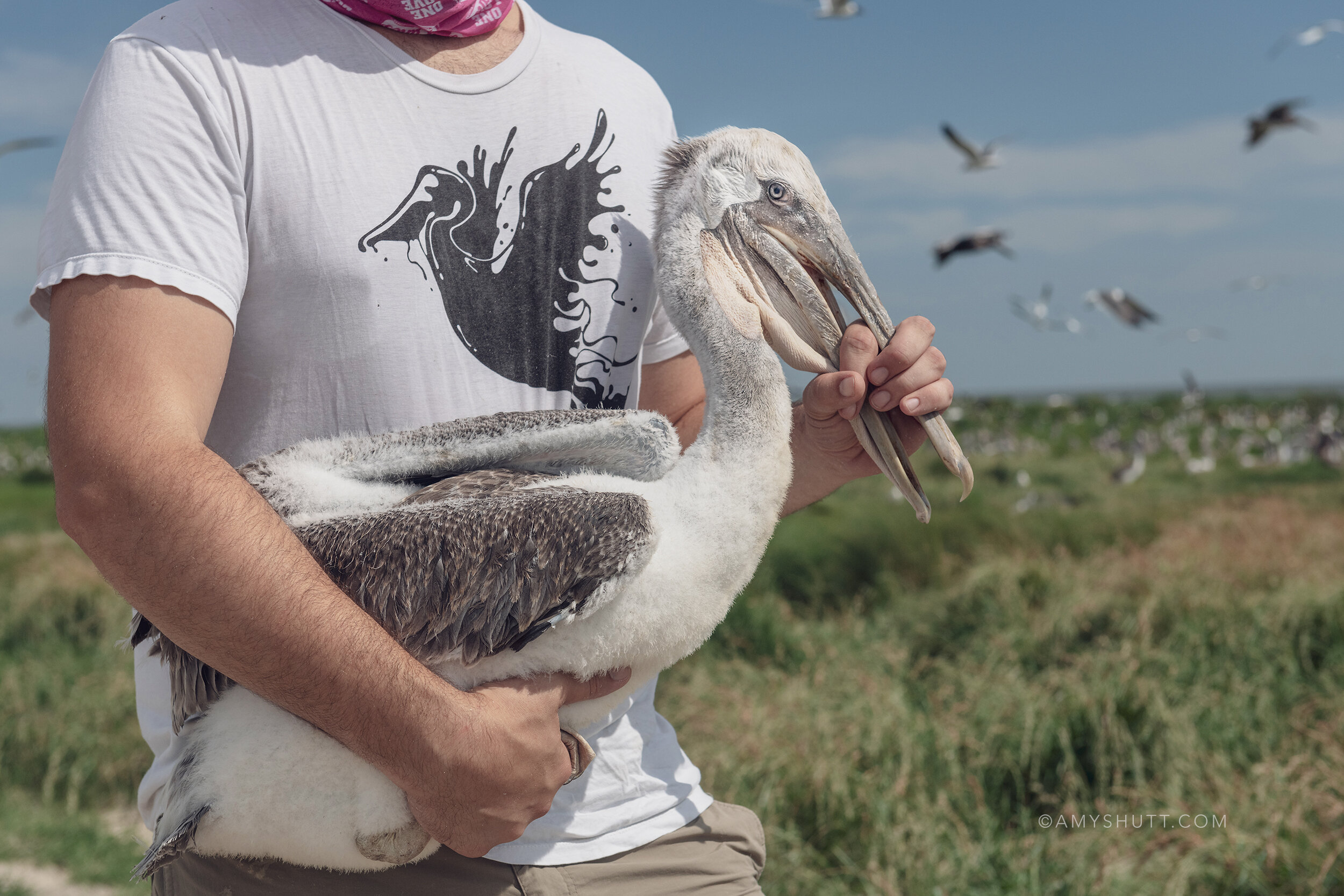 Eric Tobin, one of Juita Martinez’s field assistants, captures young Brown Pelicans to be banded then released back to their nesting area on Raccoon Island. Tobin sports a 10 yr old T-shirt with oiled pelican graphic from efforts to help the seabird