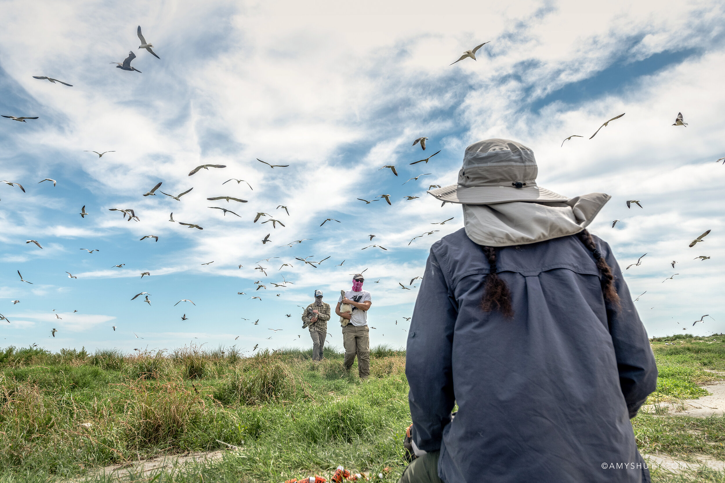 Juita looks on as her assistants approach with young pelicans to band. The bands are placed on their legs and display a unique number, which helps in identifying the individuals and monitoring their movments.