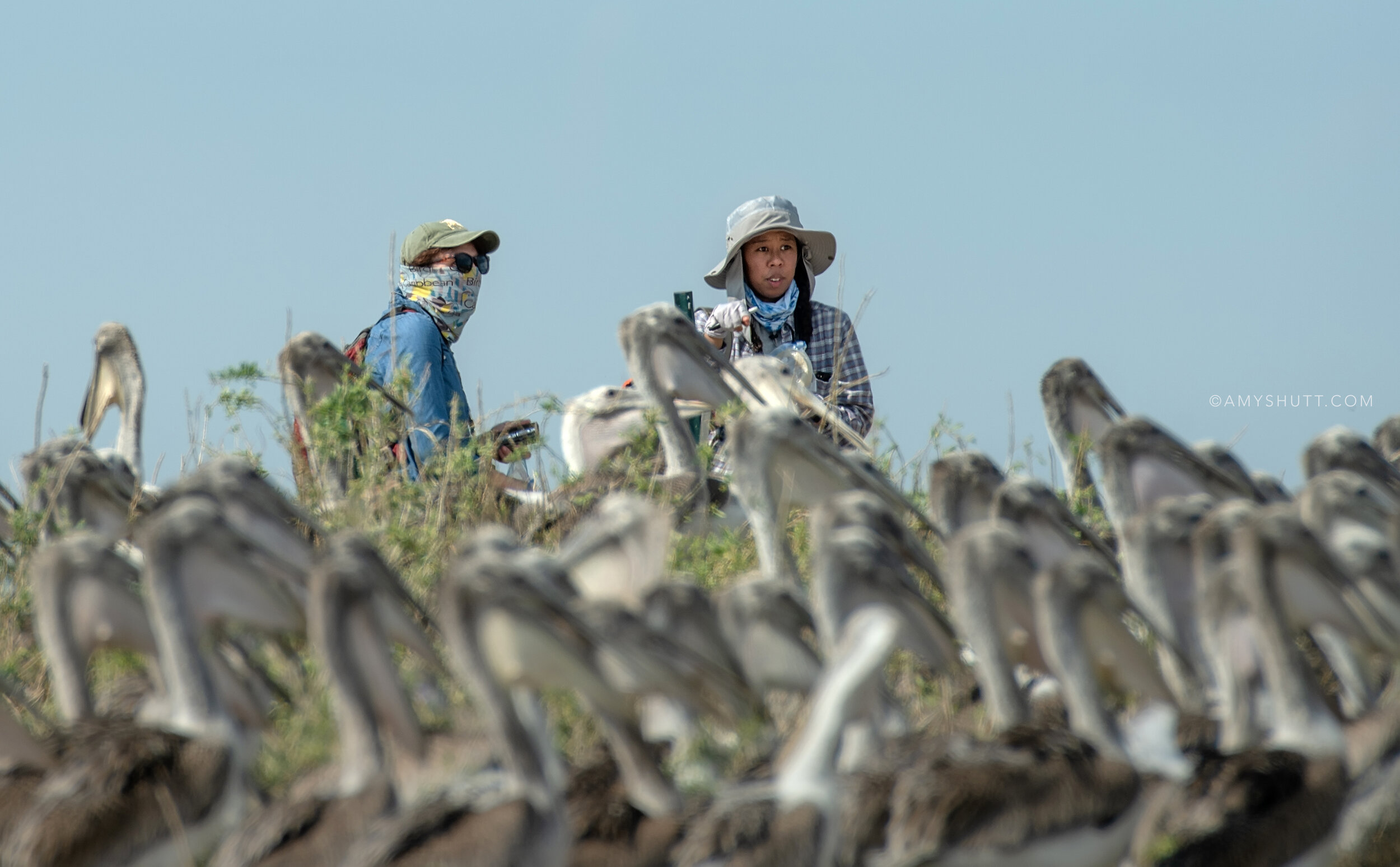 Paige Byerly and Juita Martinez look out on a sea of pelicans to find banded individuals on Queen Bess Island.