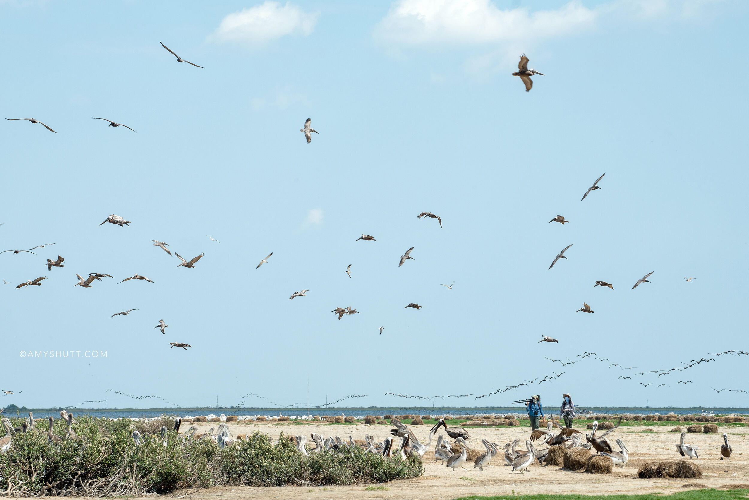 Juita Martinez and Paige Byerly make their way through a mass of seabirds as they look for banded pelicans on restored Queen Bess Island. In February 2020 a project was completed to restore Queen Bess Island’s available nesting habitat from 5 to 37