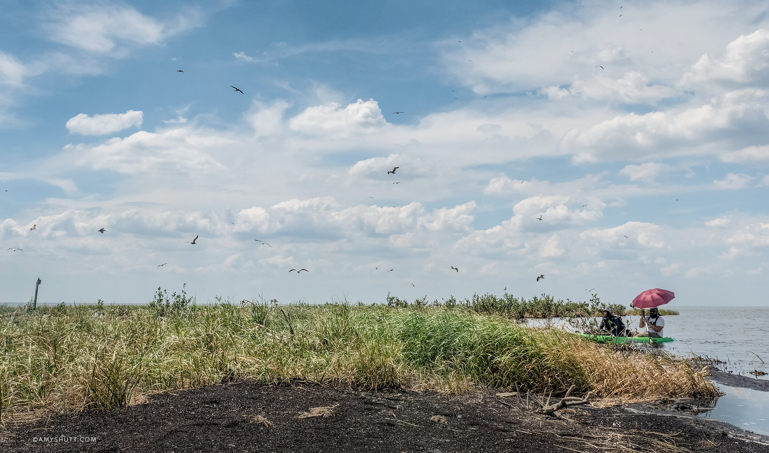 Reasearchers arrive at the very small Felicity Island. This island is unrestored and is disappearing quickly. The erosion of the shoreline can be seen here. The presence of peat, which is the bare bones of a barrier island, can be seen in the foregr