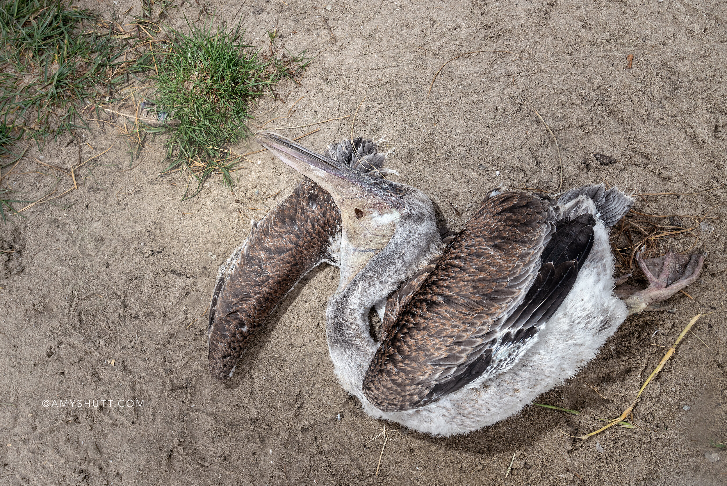The birds meet challenges on both restored and unrestored islands. Hurricanes are one of these challenges they face each summer.