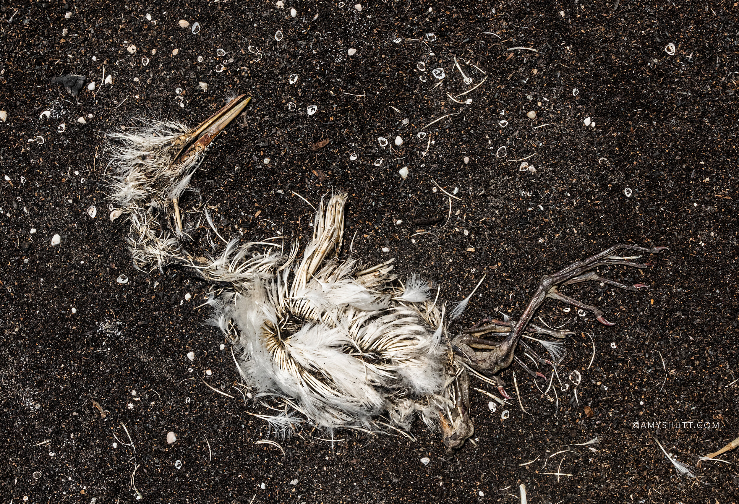 The birds nesting on the disappearing unrestored islands face more challenges due to the erosion of the shorelines. The presence of dark peat, which is the bare bones of a barrier island, can be seen here, under the remains of a nestling. The mangro