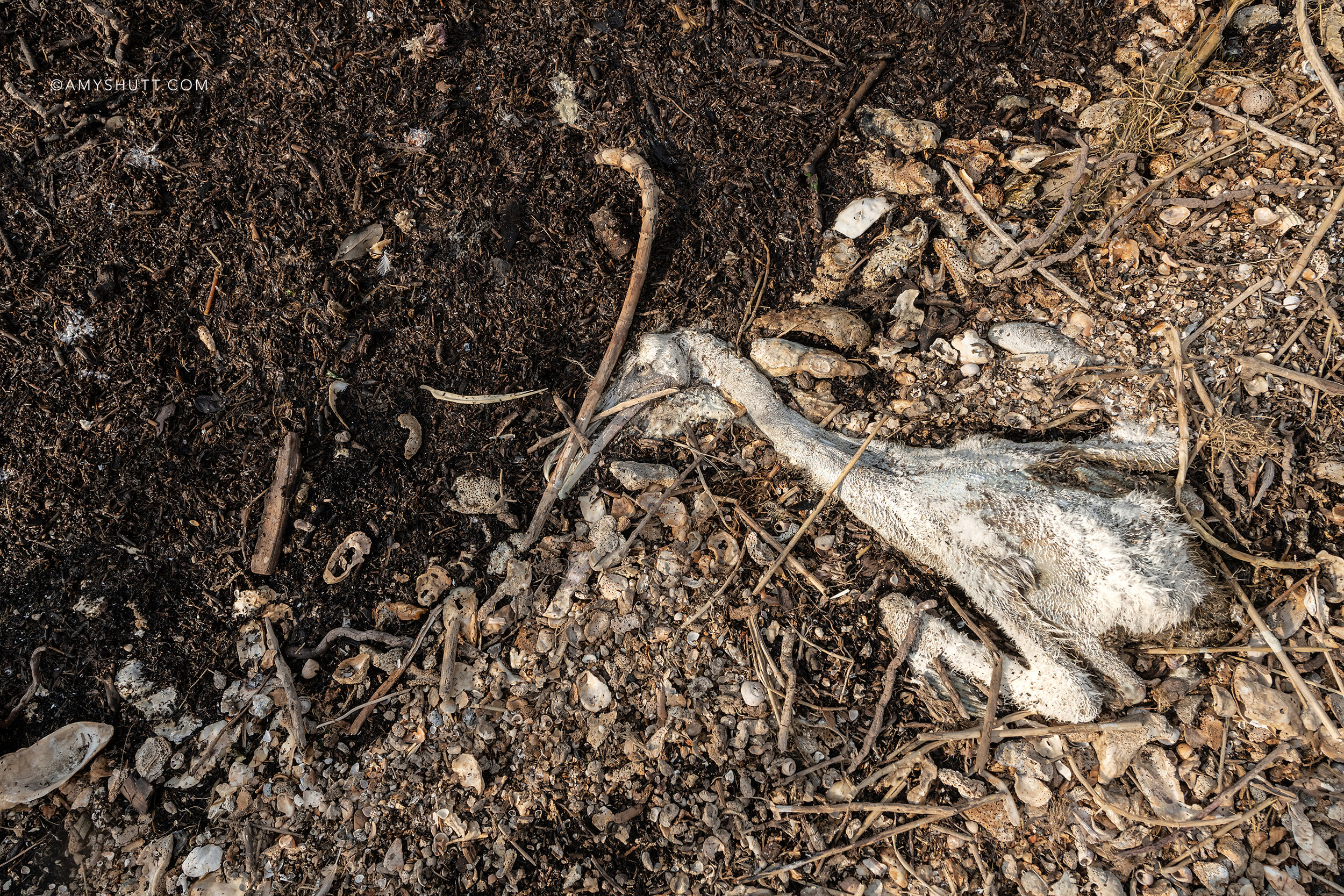 This older pelican nestling lies on the line of the dark peat, which is the bare bones of a barrier island, as it meets the sandy top substrate, not yet washed away.