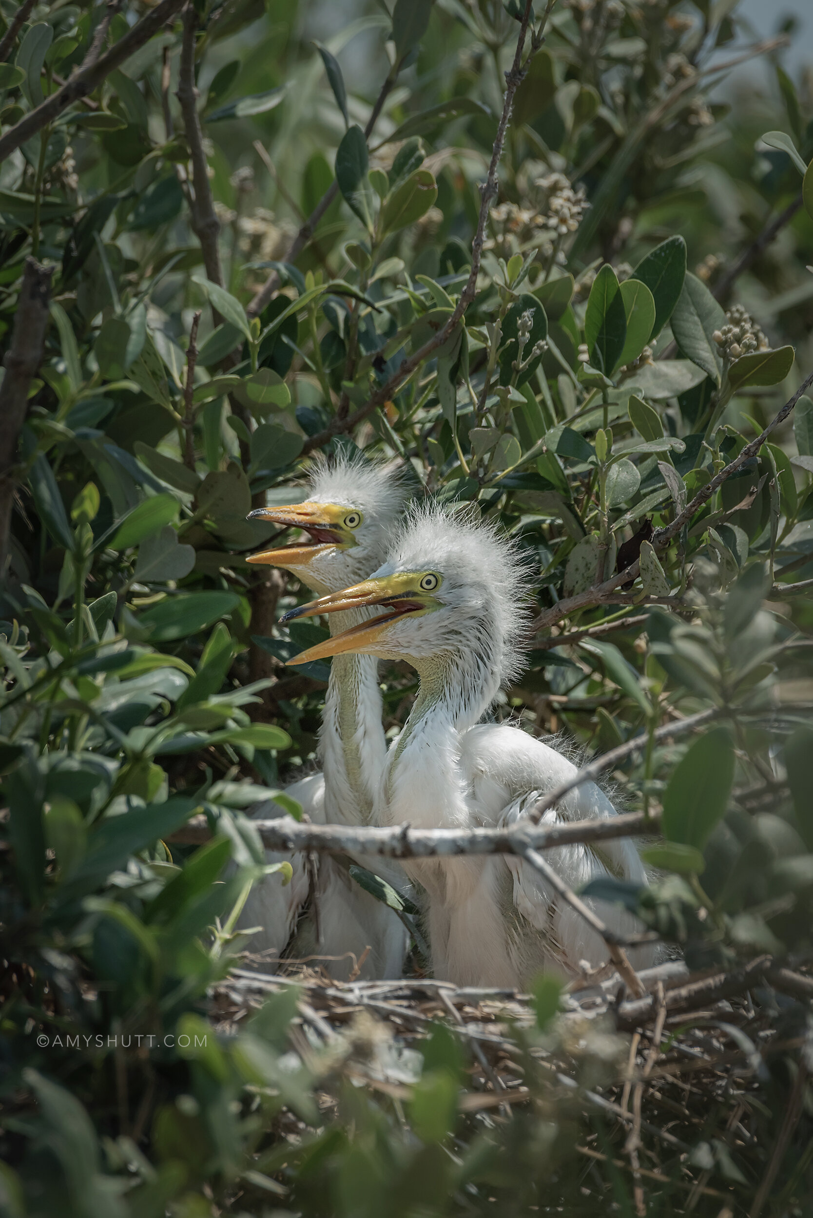 A pair of great egret nestlings look out from their mangrove nest on Felicity.