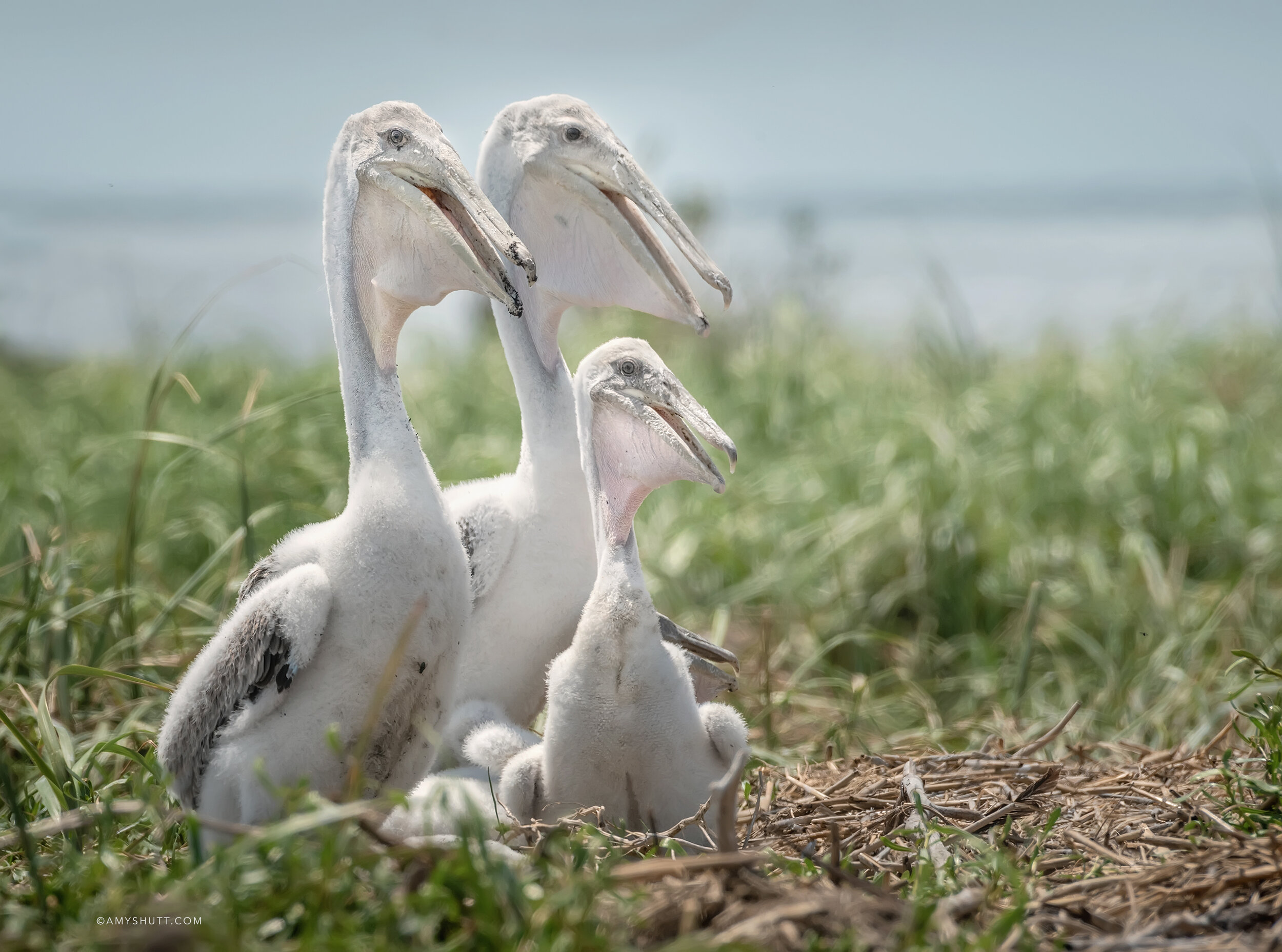 Pelicans on Felicity
