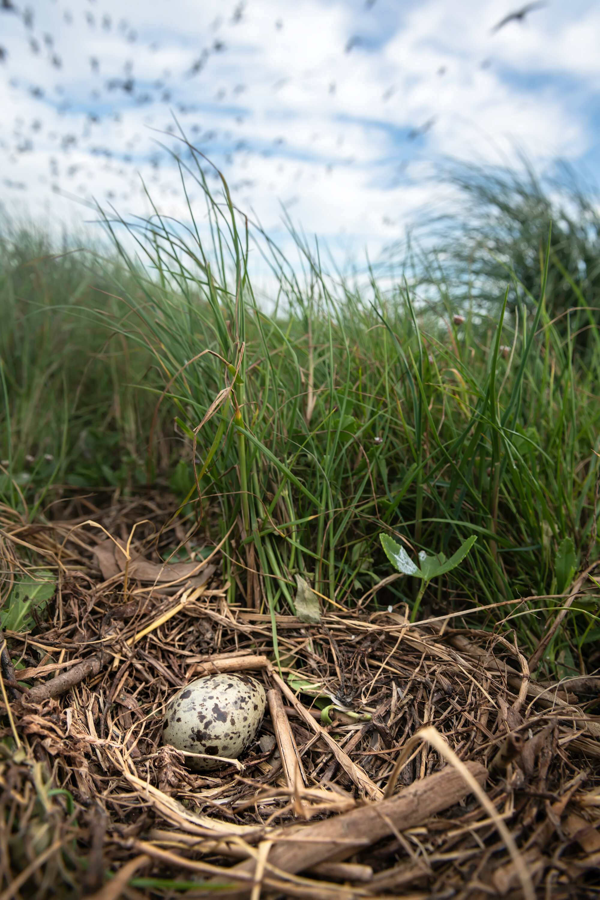 Single laughing gull egg