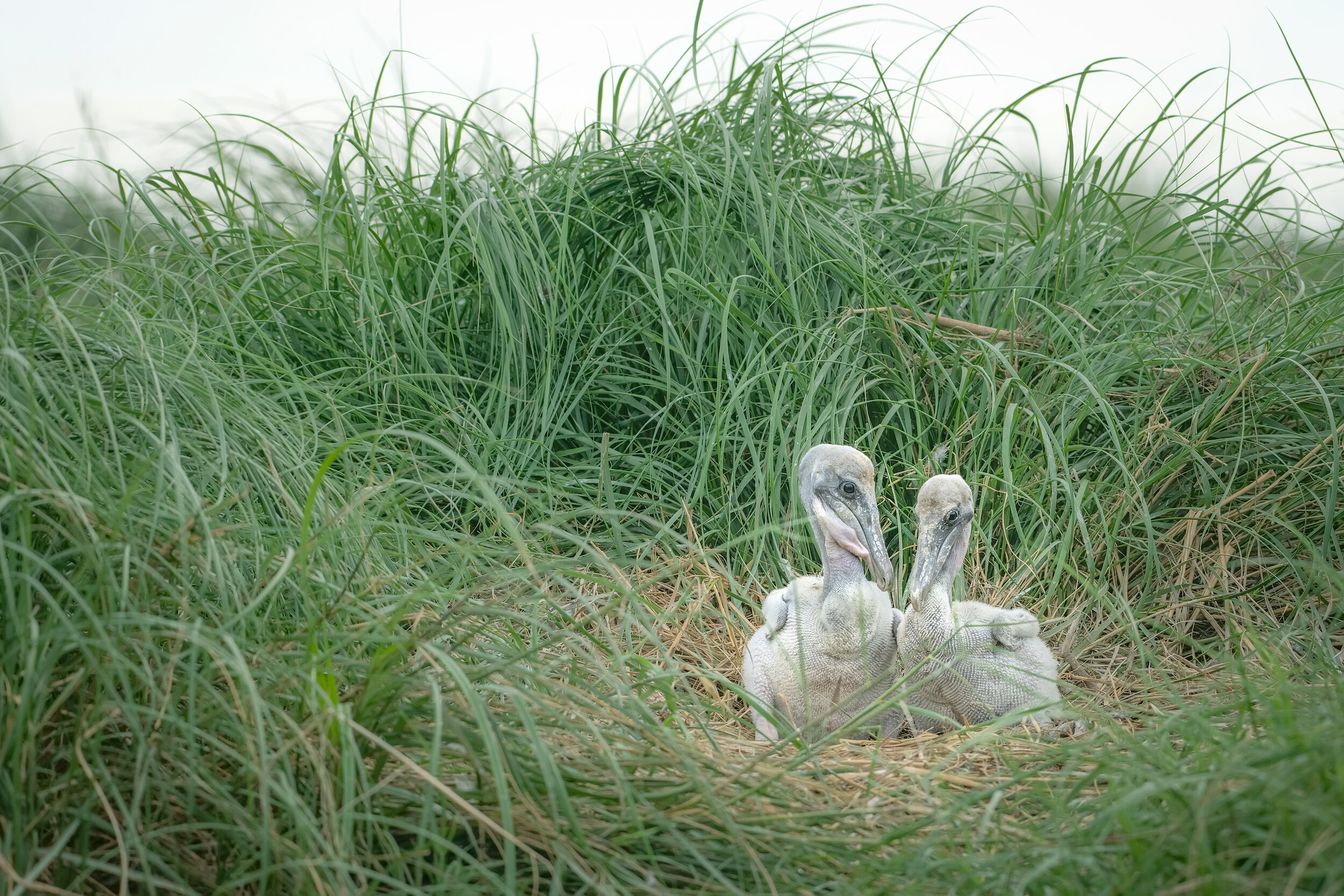 Louisiana’s brown pelicans