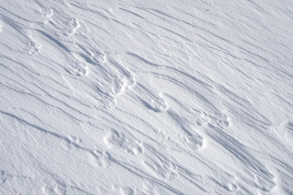 This is a good example of wind ridges I found on the same frozen sea, though formed out of dog's foot prints.