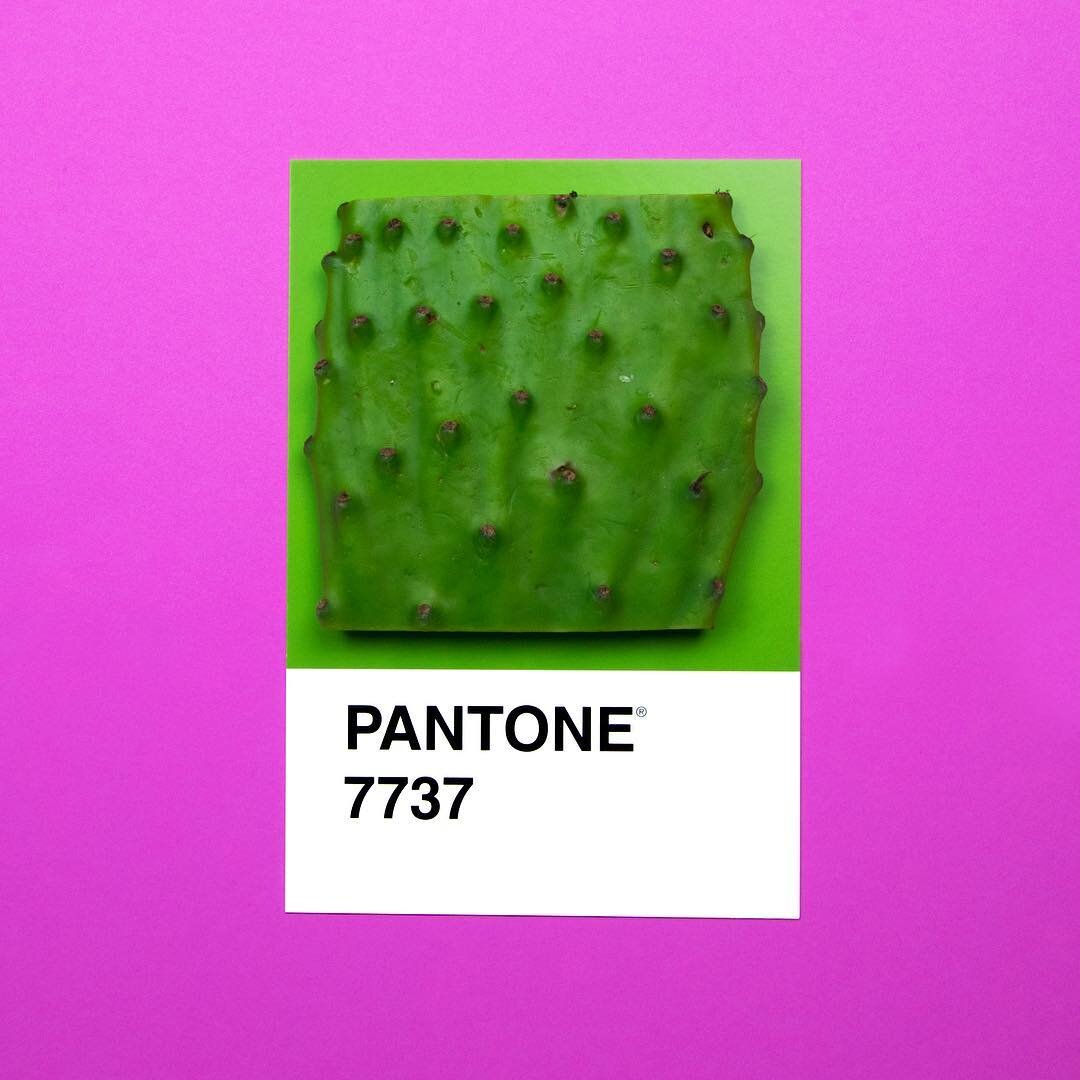 Prickly Pantone 🌵💜