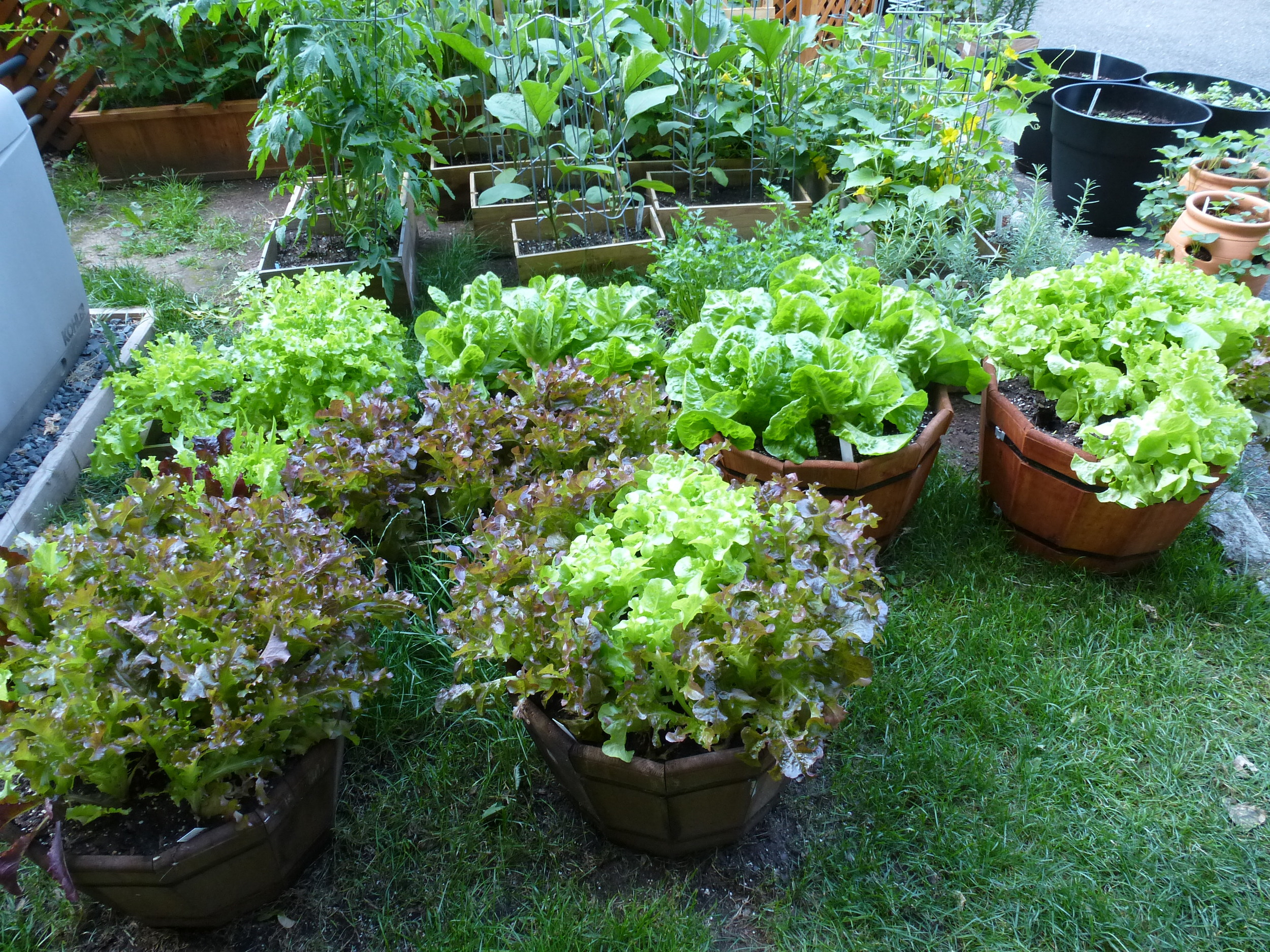 My overabundance of lettuce....taking over the garden.