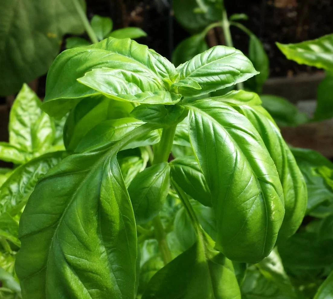 My glorious garden basil of years past.