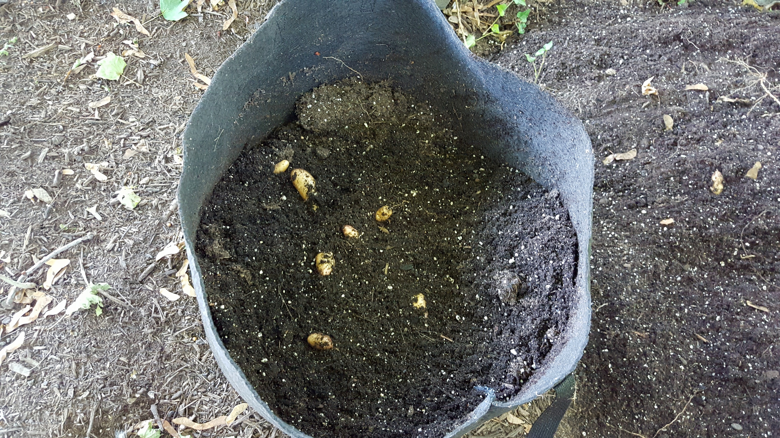 As I dug, more and more potatoes revealed themselves