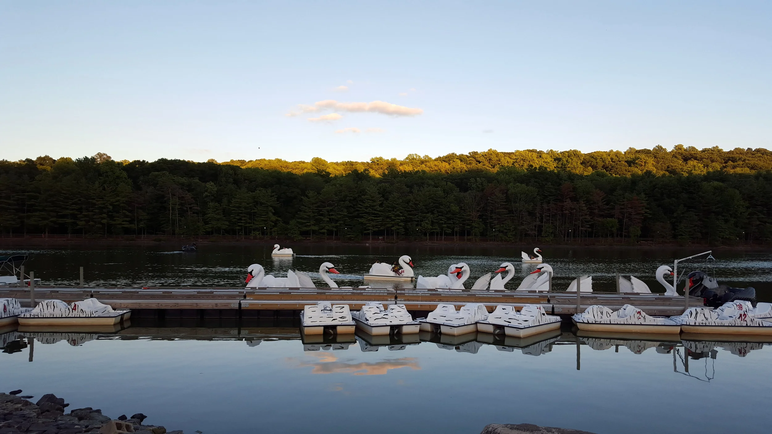 The swan paddle boats I dreaded so much. (I actually want to go in one....shhh....don't tell anyone.)